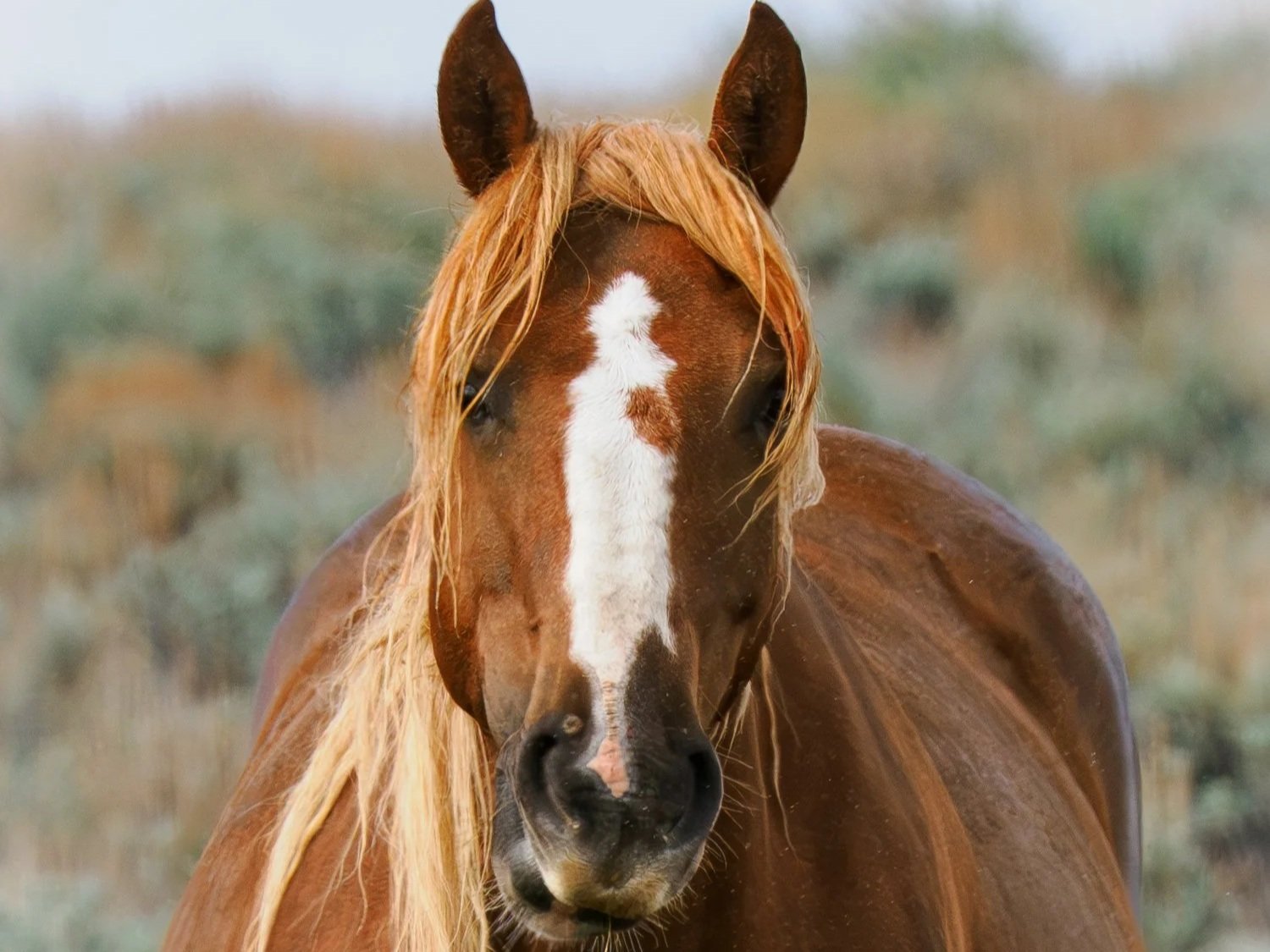 Wild Mustangs