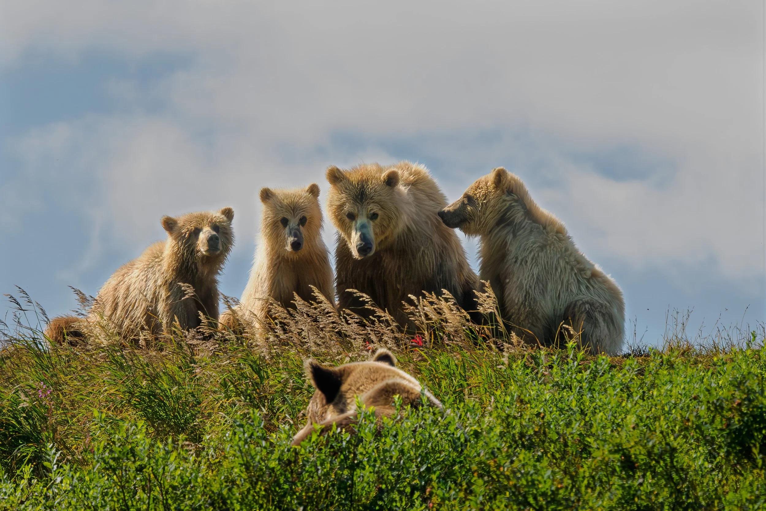 Brown Bears