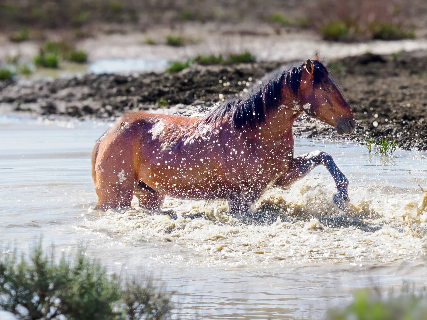 A Cooling Off Period (Sand Wash Basis, CO)
By midday the watering hole becomes more than a source of drinking water. Horses splash, wade, and linger in the shallows, cooling themselves from the desert heat, the play seems almost instinctive as many r