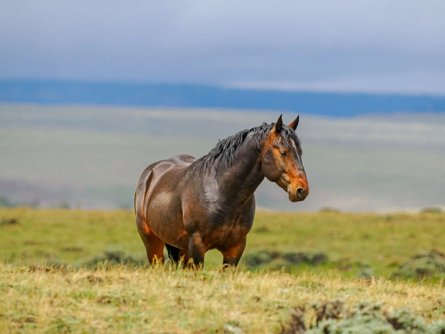 Royalty (Salt Wells Creek, WY)
Alone on a Wyoming ridge, the stallion pauses beneath a gathering storm. His dark coat, wet from the rain, catches the last traces of light against the sage-covered basin. For a moment, he stands like a monarch of the A