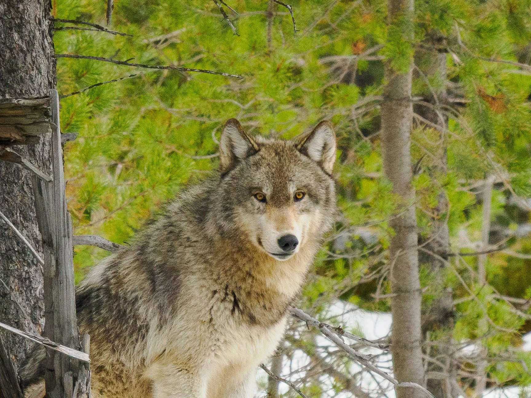 Standing Watch (Gray Wolf, The Madison River, Yellowstone, WY) : A lone wolf from the Wapiti Lake Wolf Pack stands watch during the pack's hunt. Patiently planning and waiting for nightfall. 