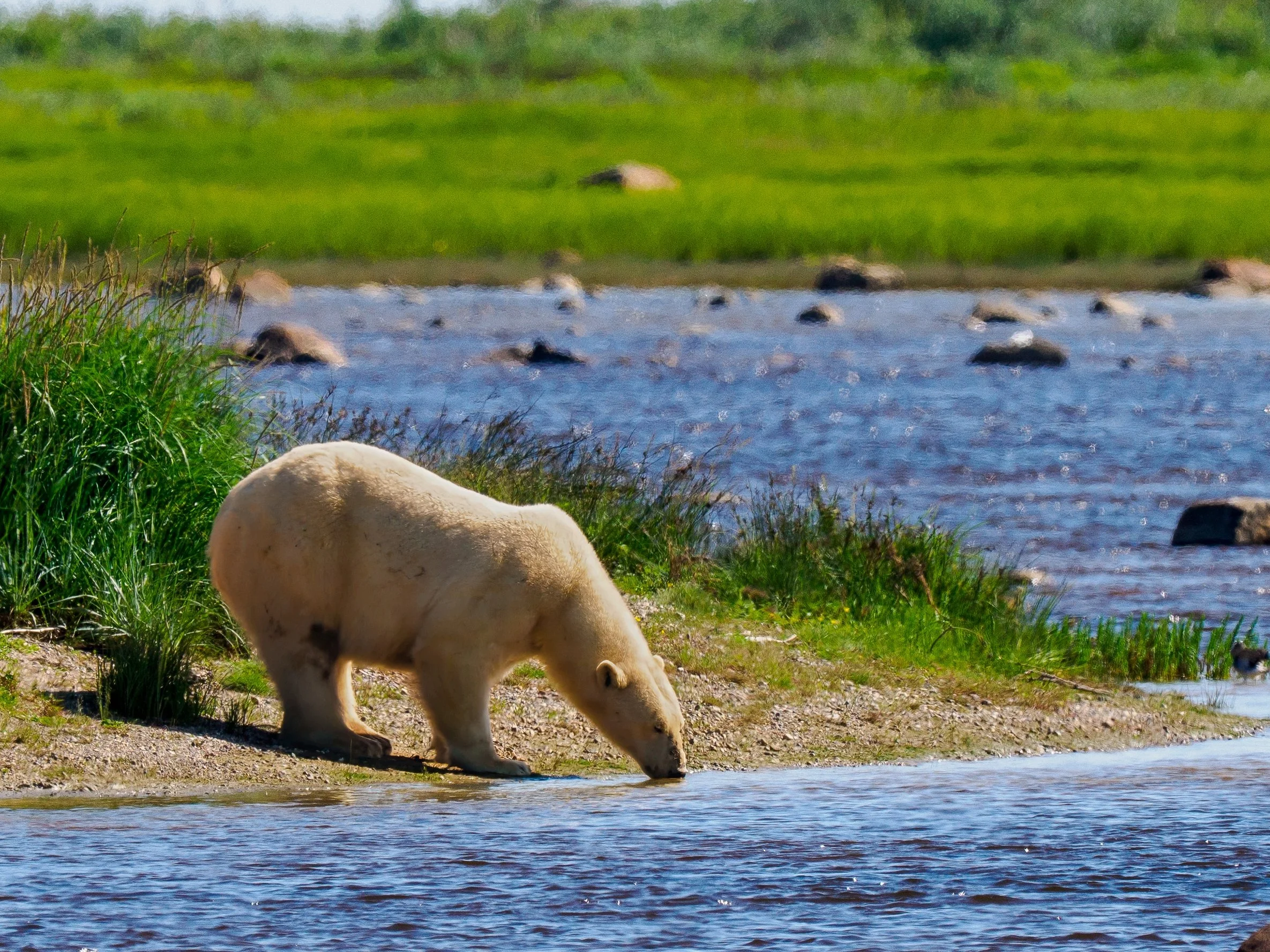 Back on Land (Polar Bear — Hudson Bay) After nearly eight months on the sea ice, this two-year-old polar bear has recently returned to shore with his mother and brother. Bright-coated and restless, they pause on this peninsula to rest and drink fresh