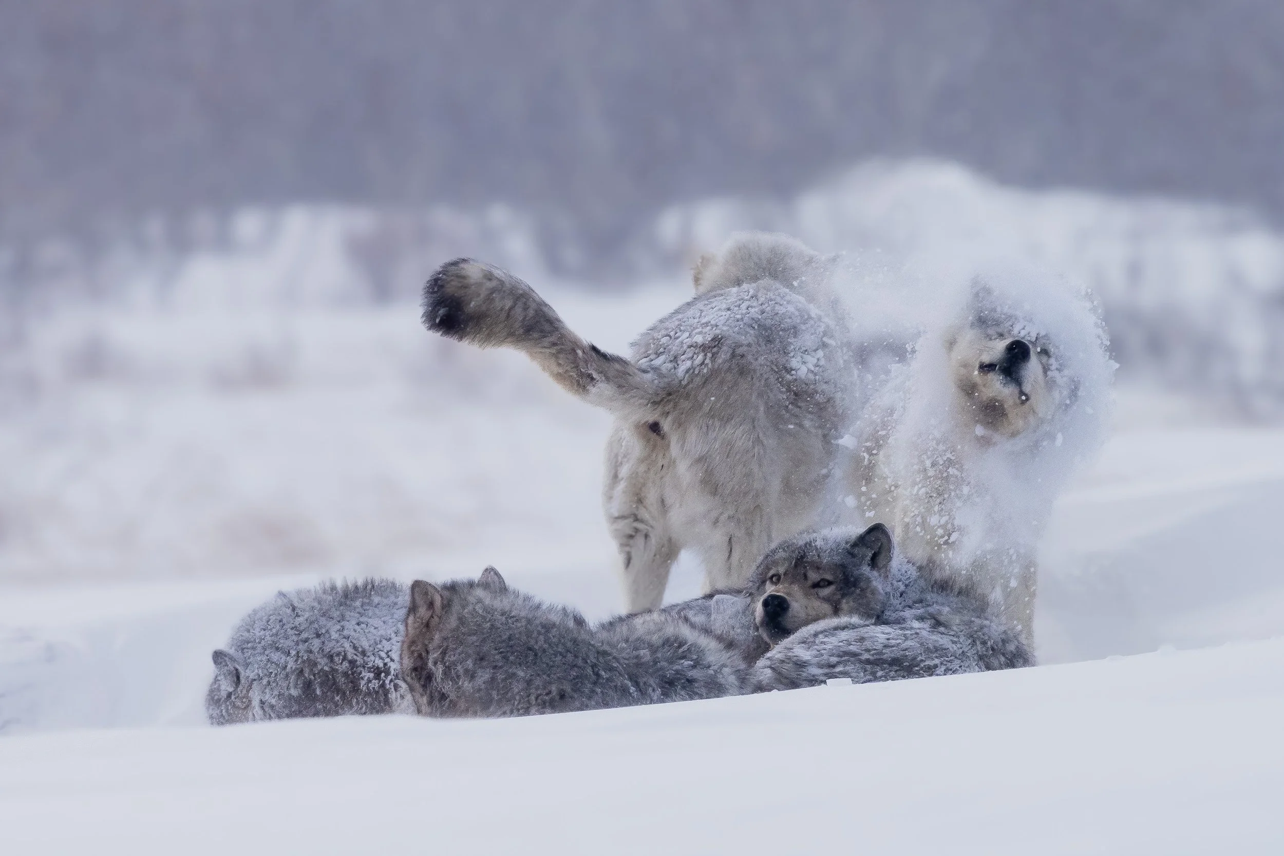 Shake it Off (Gray Wolves - Arctic) On the frozen tundra, the wolves huddle close as a snowstorm moves through, their coats gradually collecting snow. A young wolf breaks the moment, sending snow flying as he shakes it from his fur before settling ba