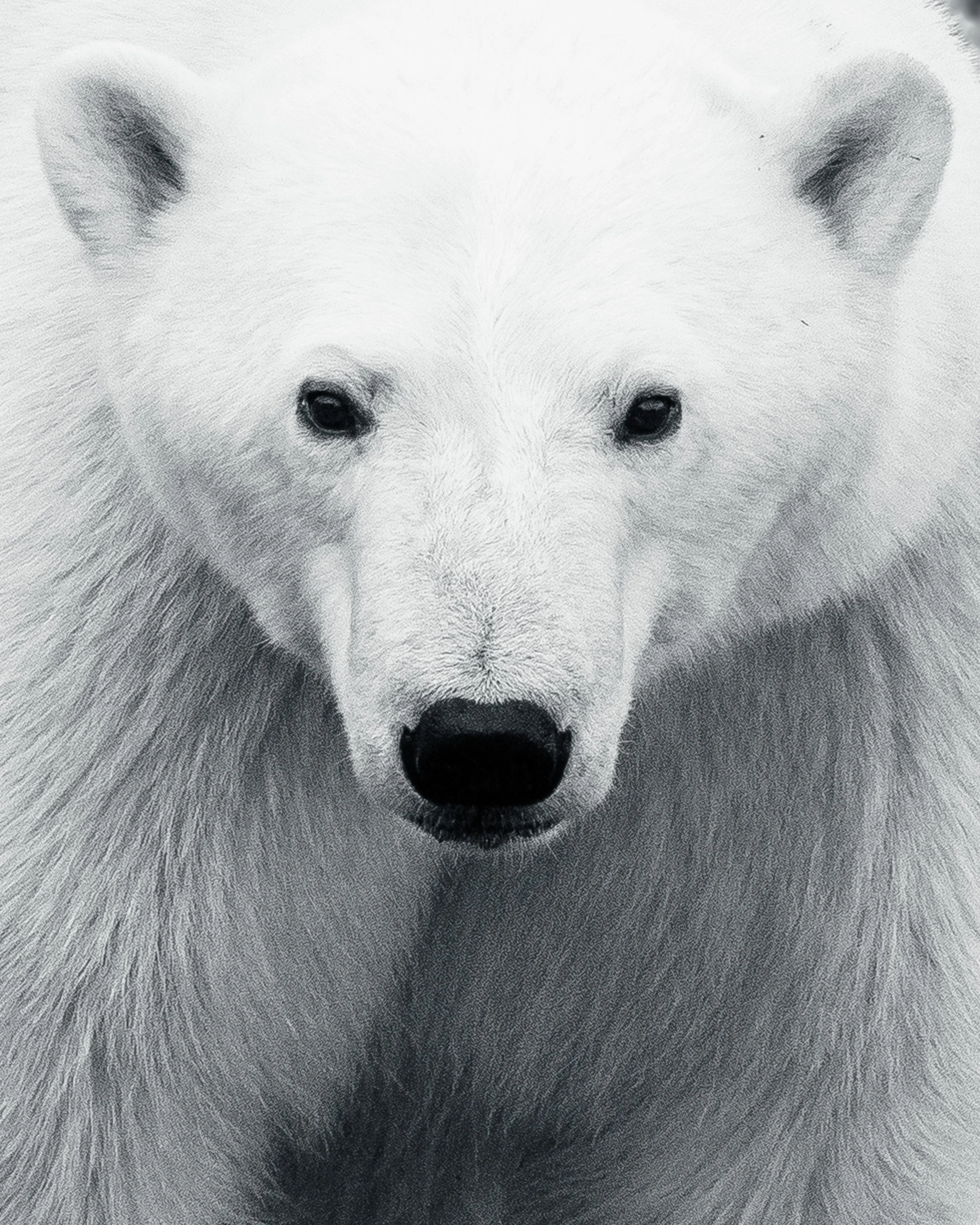 Gaze (Polar Bear - Arctic) A young polar bear fills the frame, its gaze held forward, dark eyes steady and unbroken. Rendered in black and white, the image reduces the moment to form, texture, and attention.