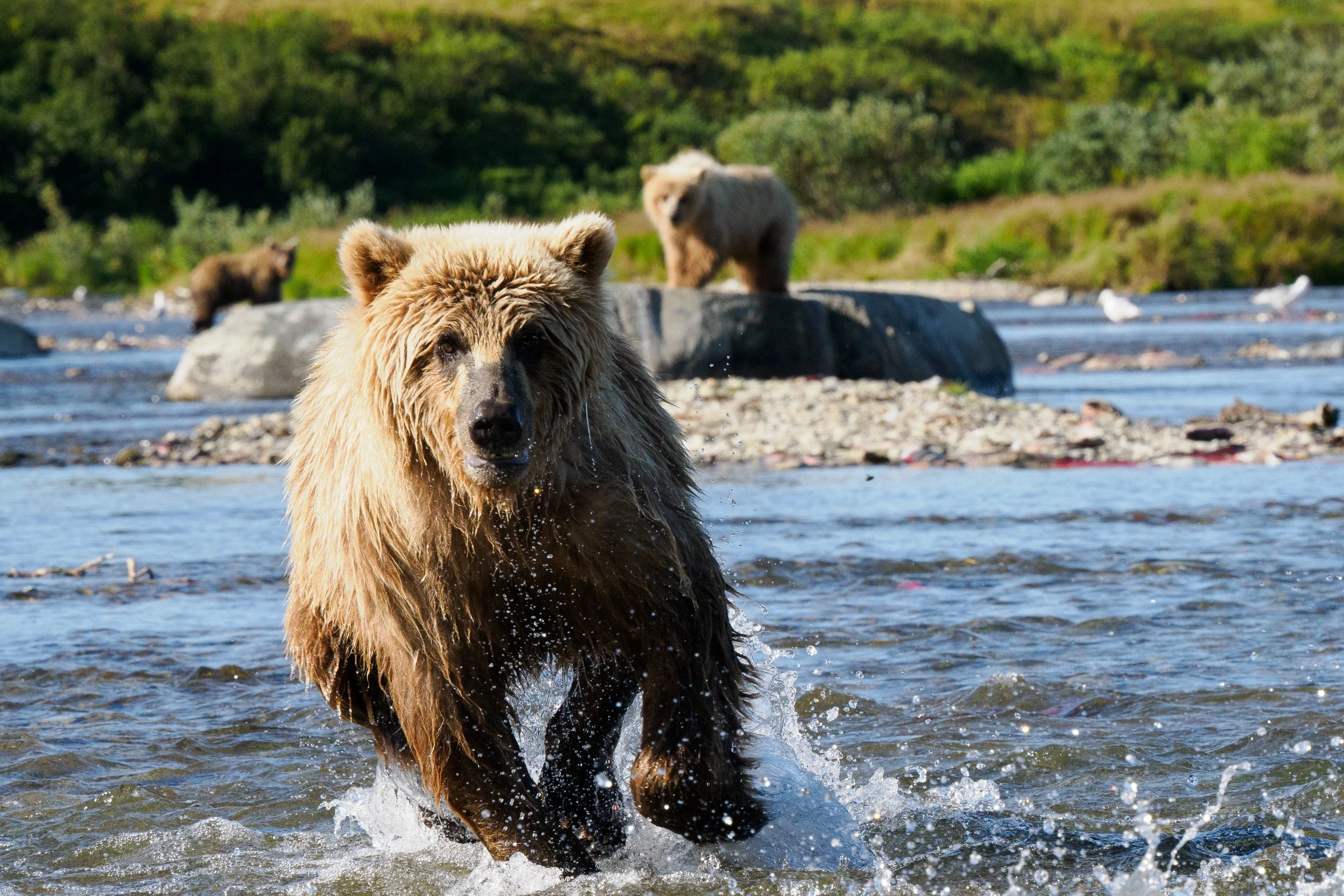 In The Path (Brown bear - Katmai, NP) A young brown bear chasing Salmon upstream charges right into river bank pushing the thrashing fish into the shallow water. An easy meal as Mother bear watch's cautiously from the elevated perch in the background