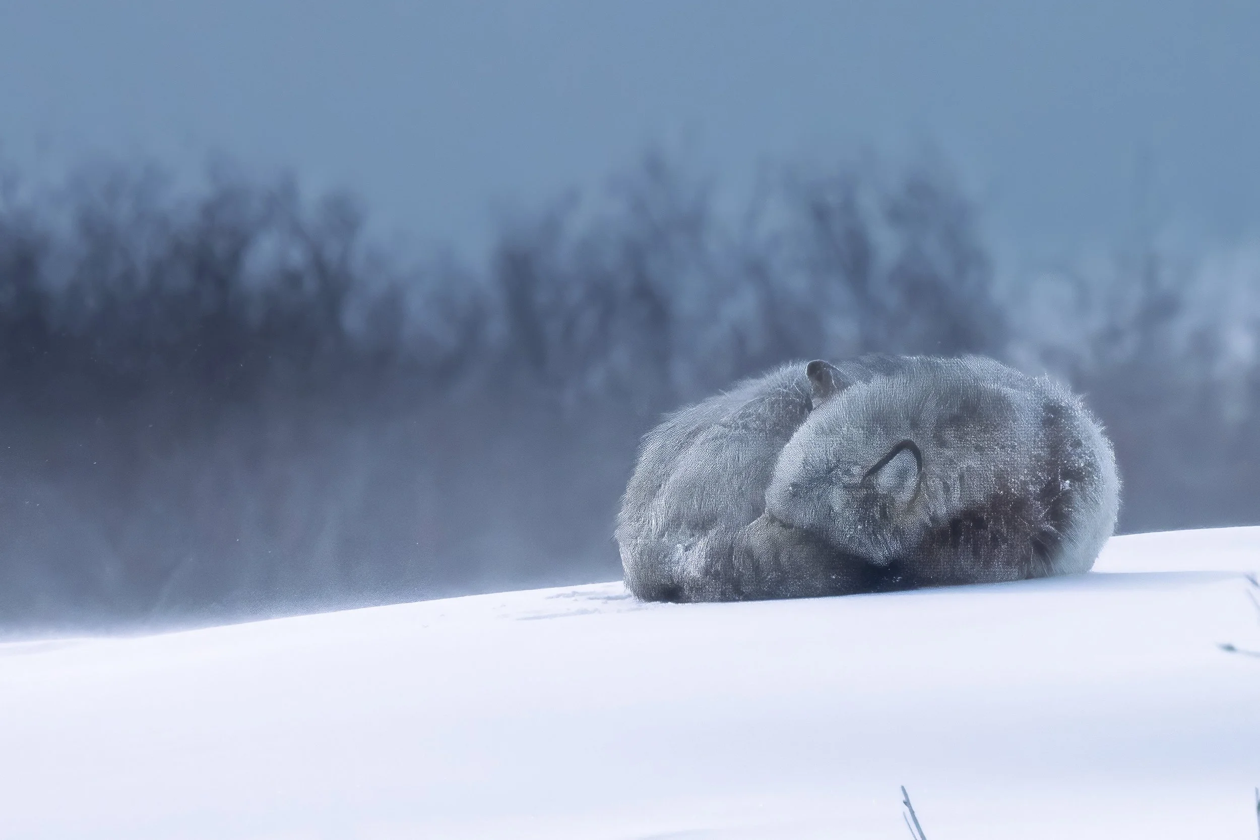 Keeping Watch (Gray Wolf - Arctic) As the pack settles into the snowy tundra nearby, a lone wolf rests on a small rise a few feet away. Curled tightly against the wind, the pack’s alpha male keeps watch while the others settle in.