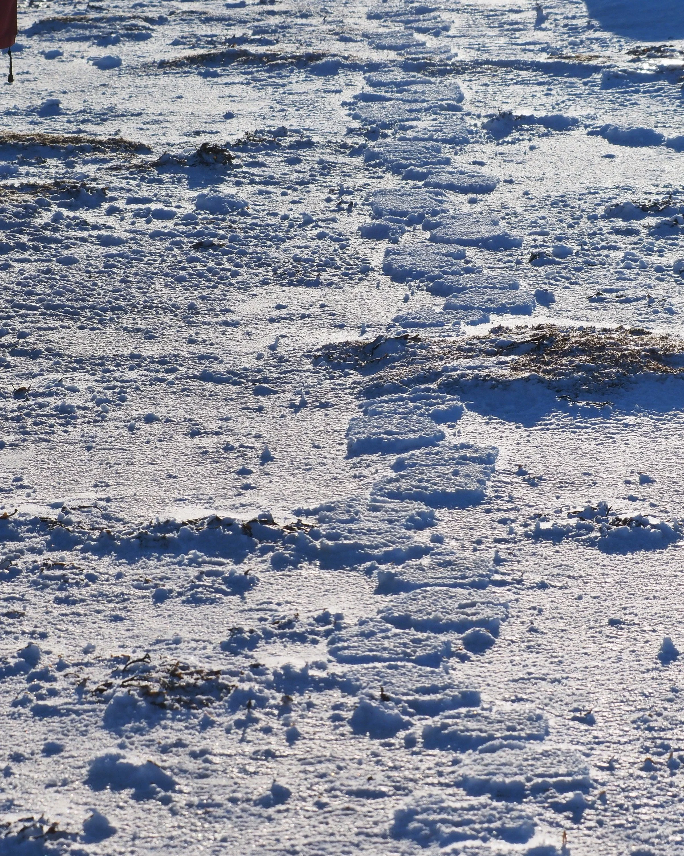 Walking Home (Polar Bear - Arctic)

A polar walks the shore after the sun softens the sea ice to slush, the next morning, the compressed snow is frozen in place leaving evidence of this predators presence the day before. 