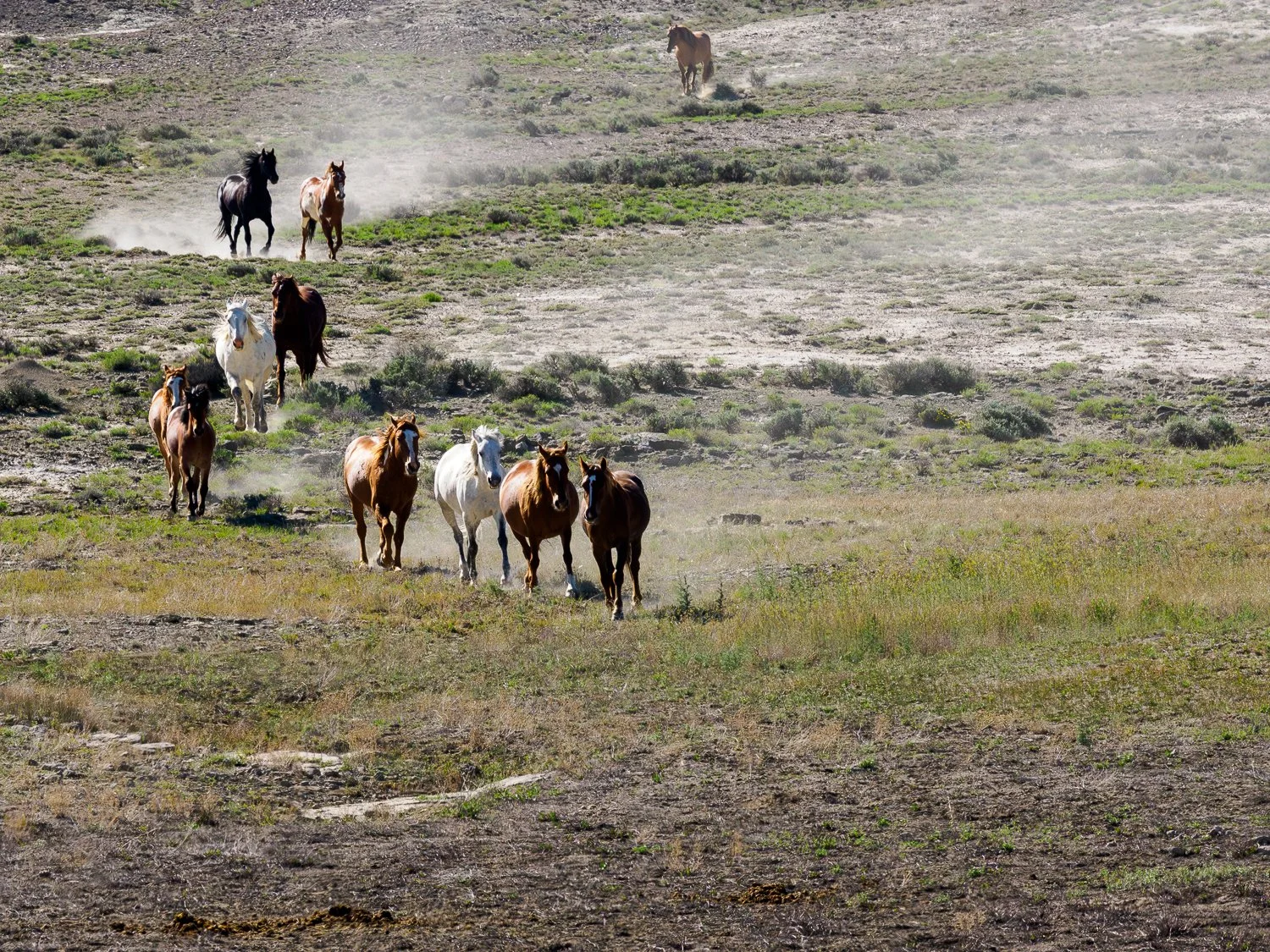 All Trails Lead to Water (Sand Wash Basin, CO)
In the high desert, every trail has a purpose. Follow the paths worn into the sage by wild horses and they will almost always lead to water. More than a source of hydration, watering holes serve as gathe