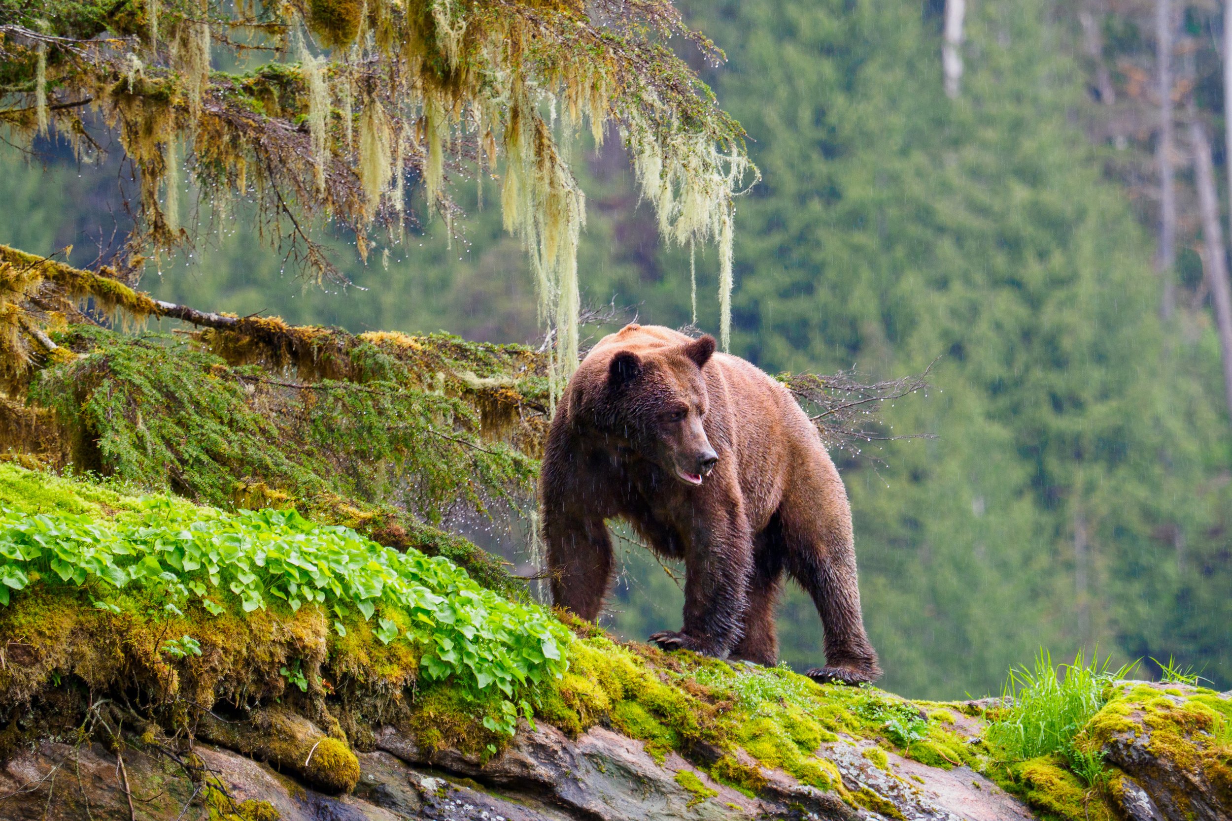 Above the Shore (Costal Grizzly Bear - British Columbia) Against a lush green backdrop, a large male grizzly walks up a low rise above the shore. From higher ground, he pauses briefly, the landscape opening out below before he continues on.