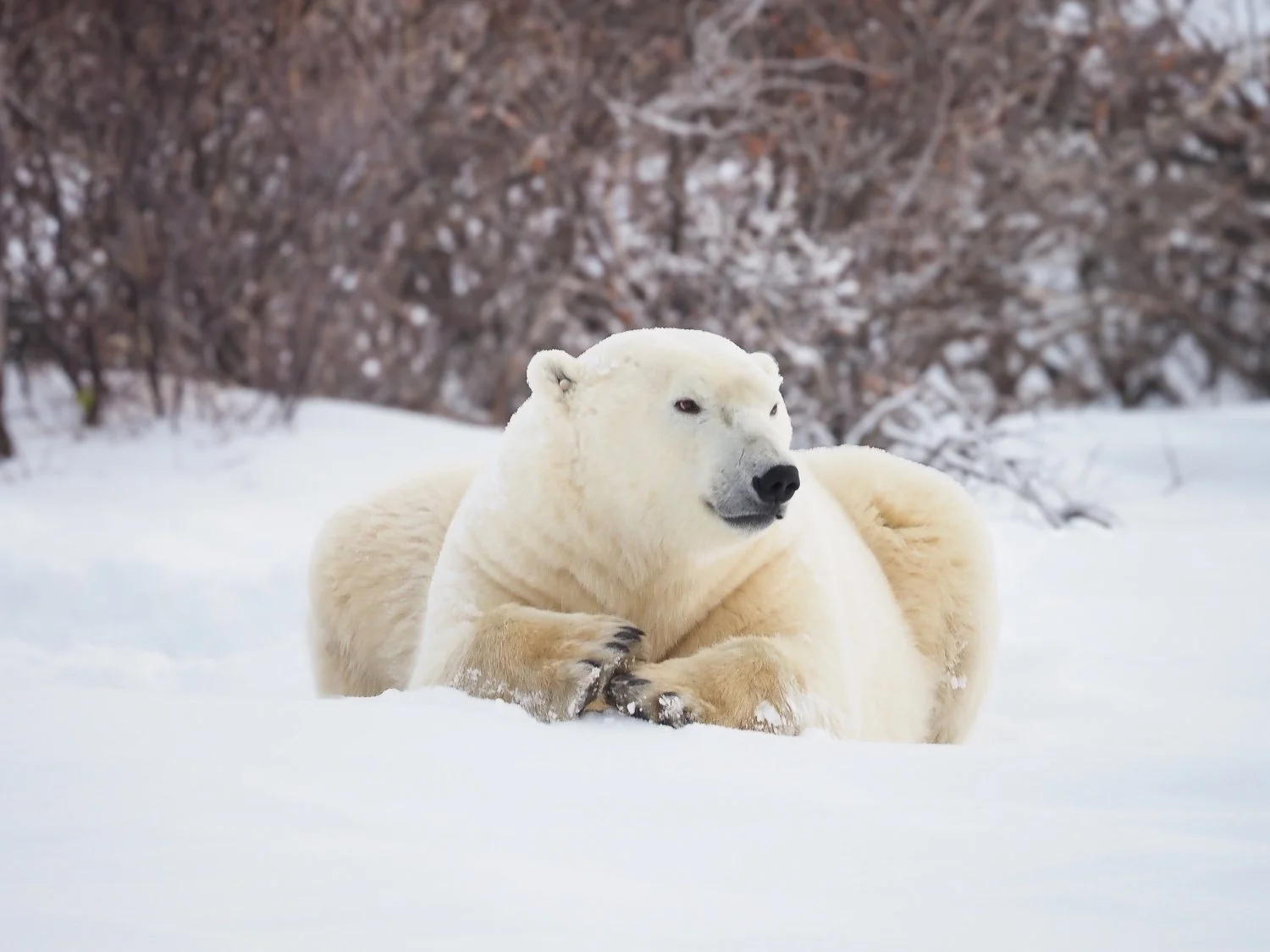 Holding Court (Polar Bear - Seal River Canada). A big male watches closely, totally in command of his environment as he gets wind of visitors approaching from the distance.