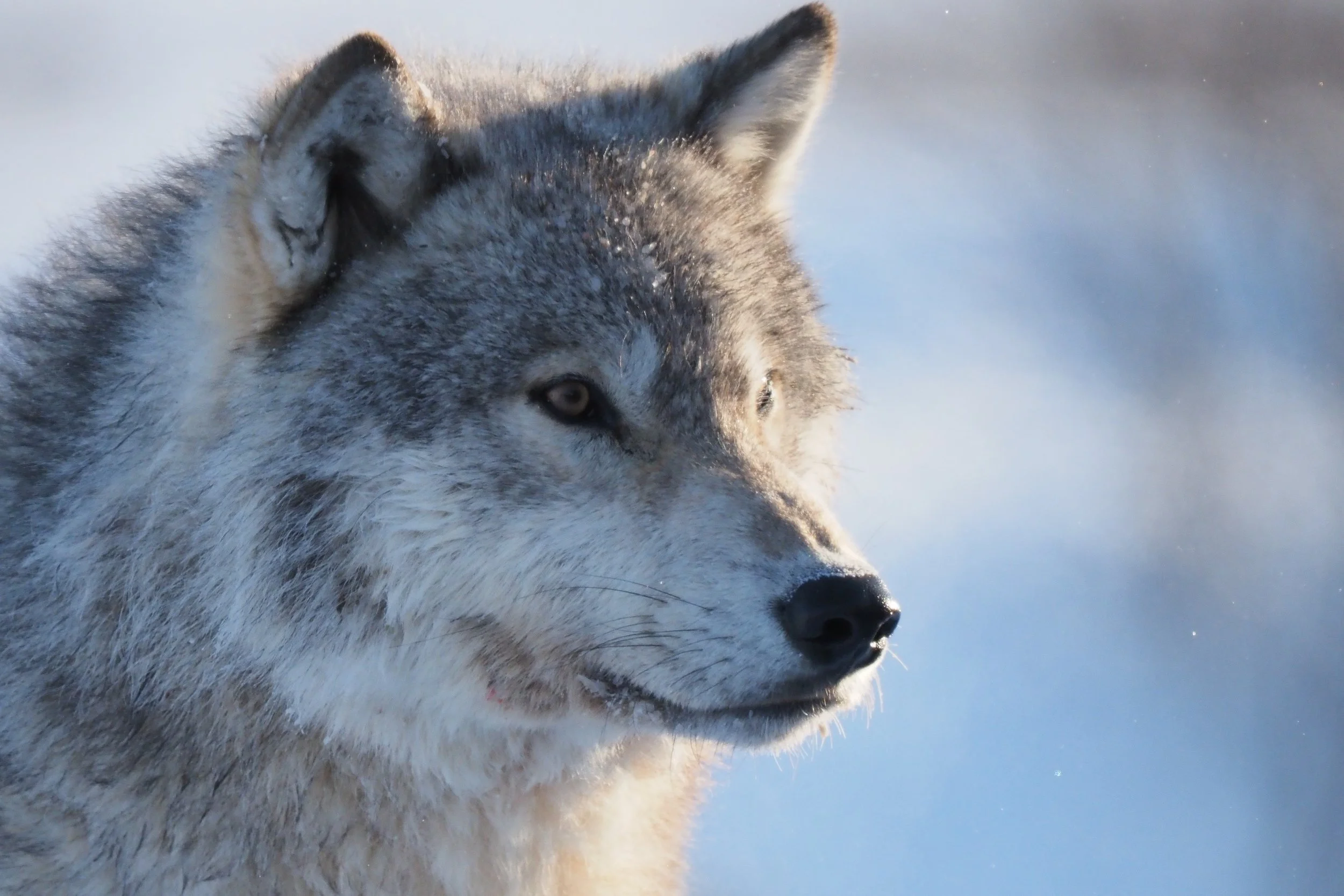 Friends Come to Visit (Gray Wolf - Arctic) A bright winter morning near forty below. A family group moved through camp, active and playful, steam rising from their coats as ice formed along their fur. When they noticed us, their attention shifted — c