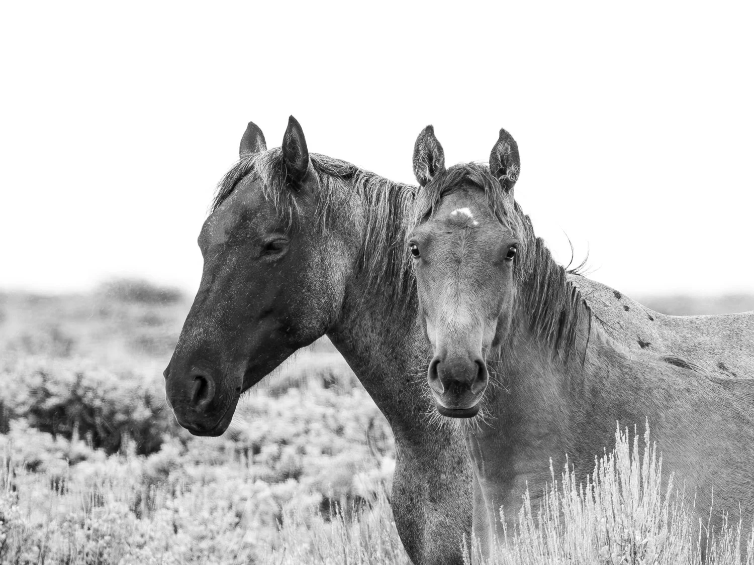 Echos in Time (Salt Wells Creek, WY)
Two horses stand quietly on a Wyoming morning. Their calm presence and weathered features recall an earlier era, when horses were trusted companions on difficult journeys into an unknown land. Looking at them, it 