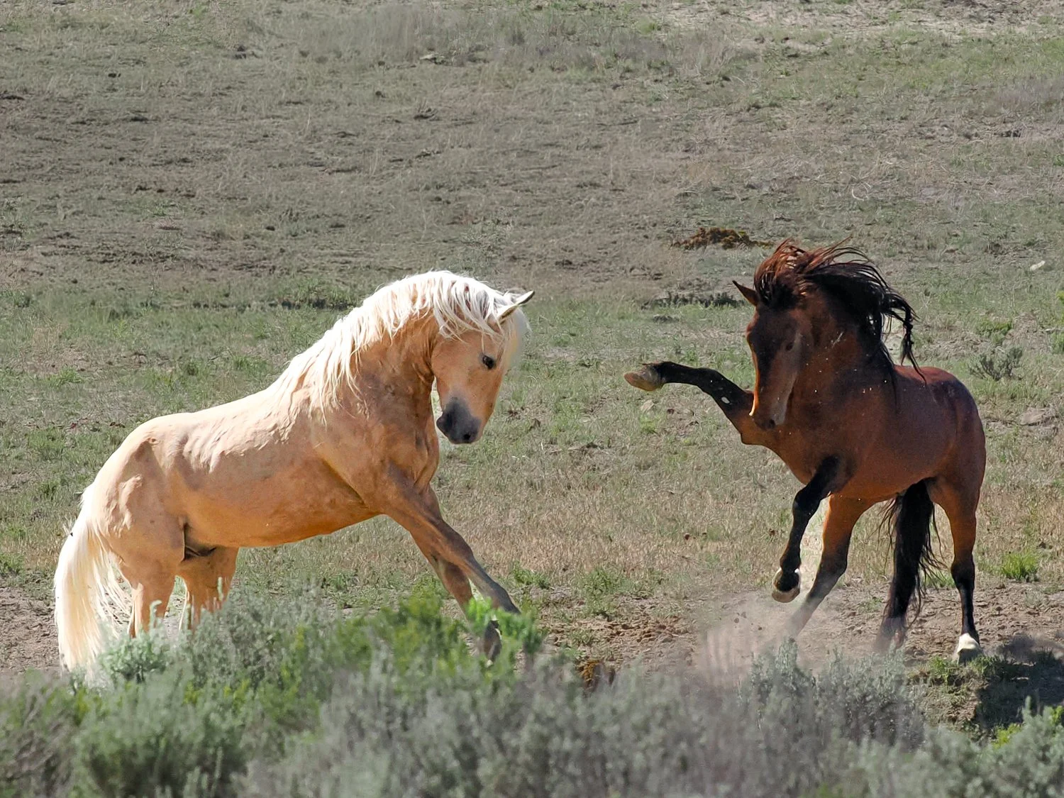 Meeting at the Watering Hole (Sand Wash Basin, CO). Around the watering hole, two young horse get to know each other. 