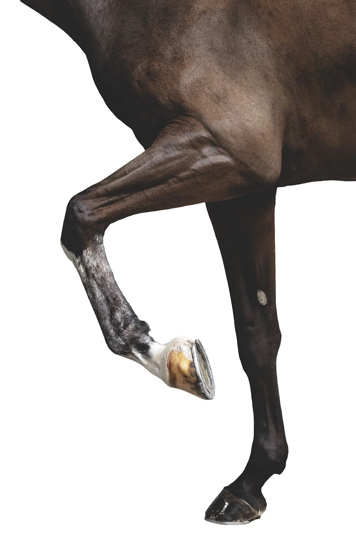 Close-up of a horse's leg with a stethoscope placed on the hoof, isolated on a white background.