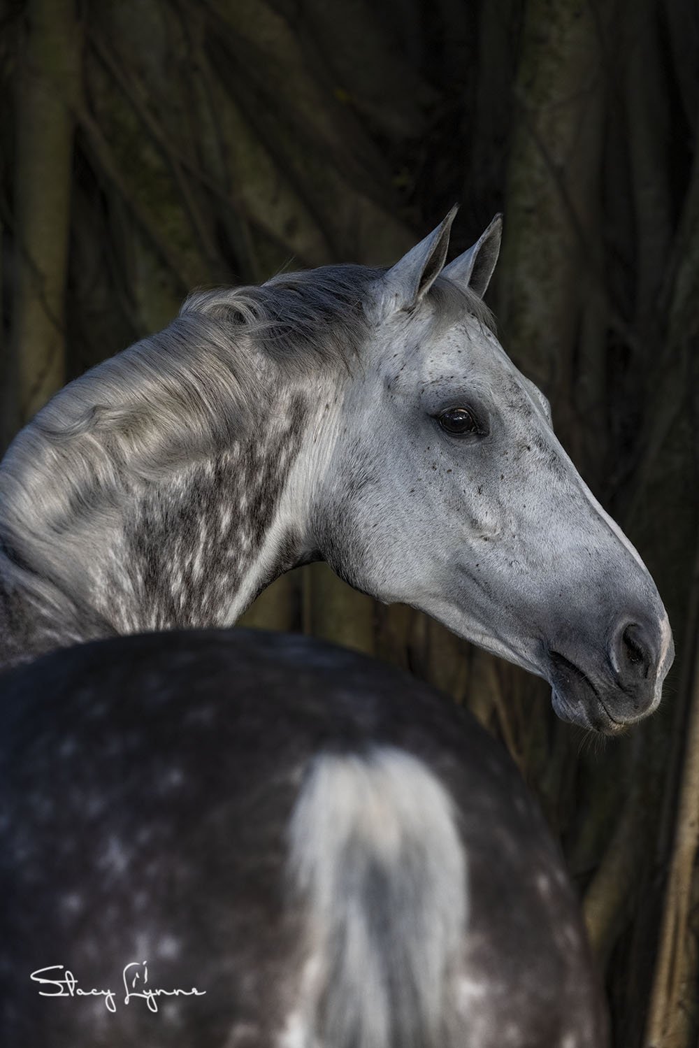 Kosmic Girl-hm1225-118.jpg