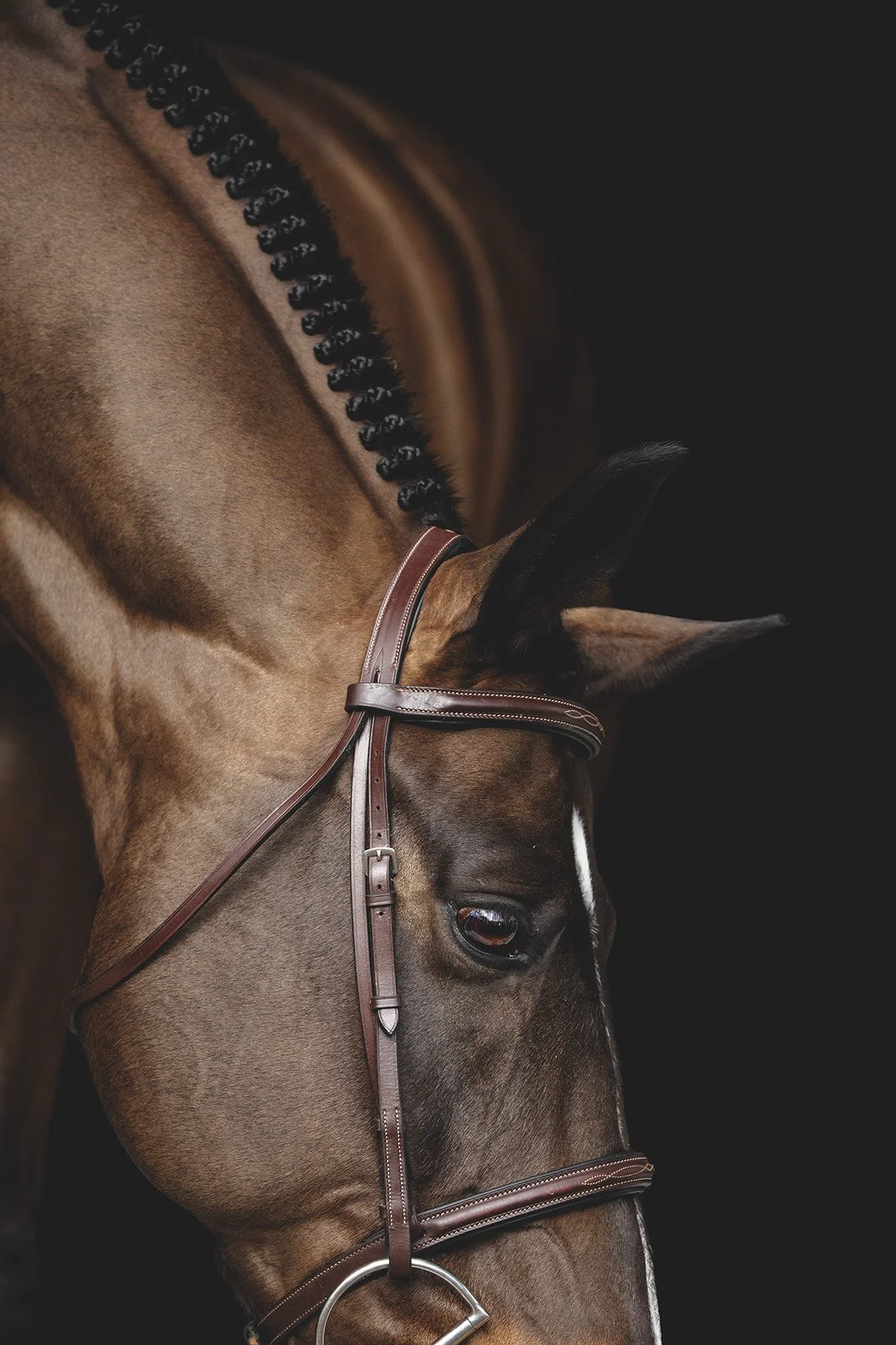 Close-up of a brown horse with a leather bridle and black mane, against a dark background.