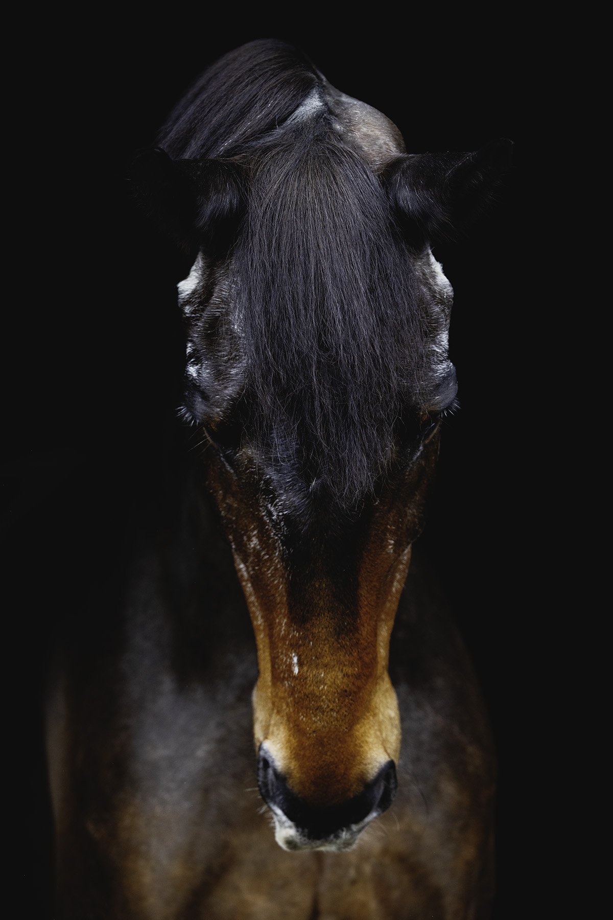 Close-up of a brown horse's face against a black background, showing its dark eyes, brown mane, and muzzle.