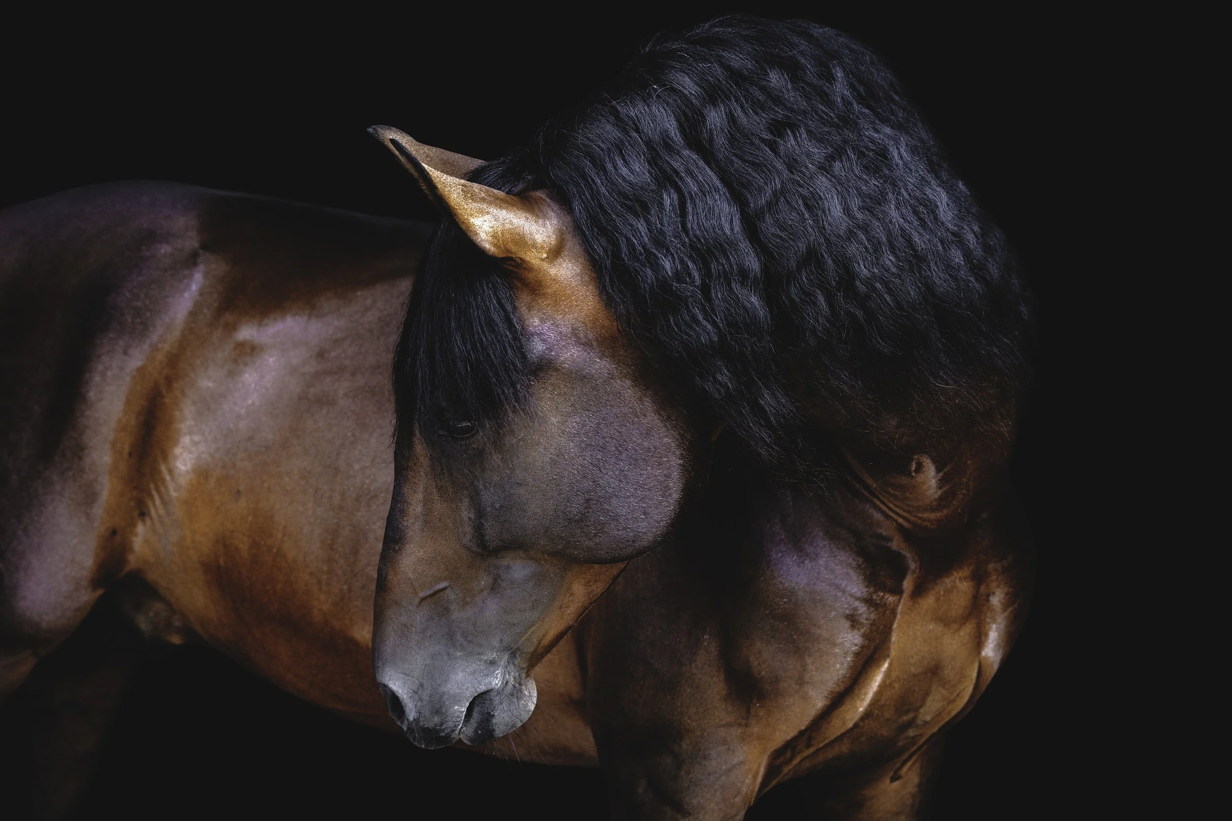 Close-up of a brown horse with black mane and curled ears, against a black background.