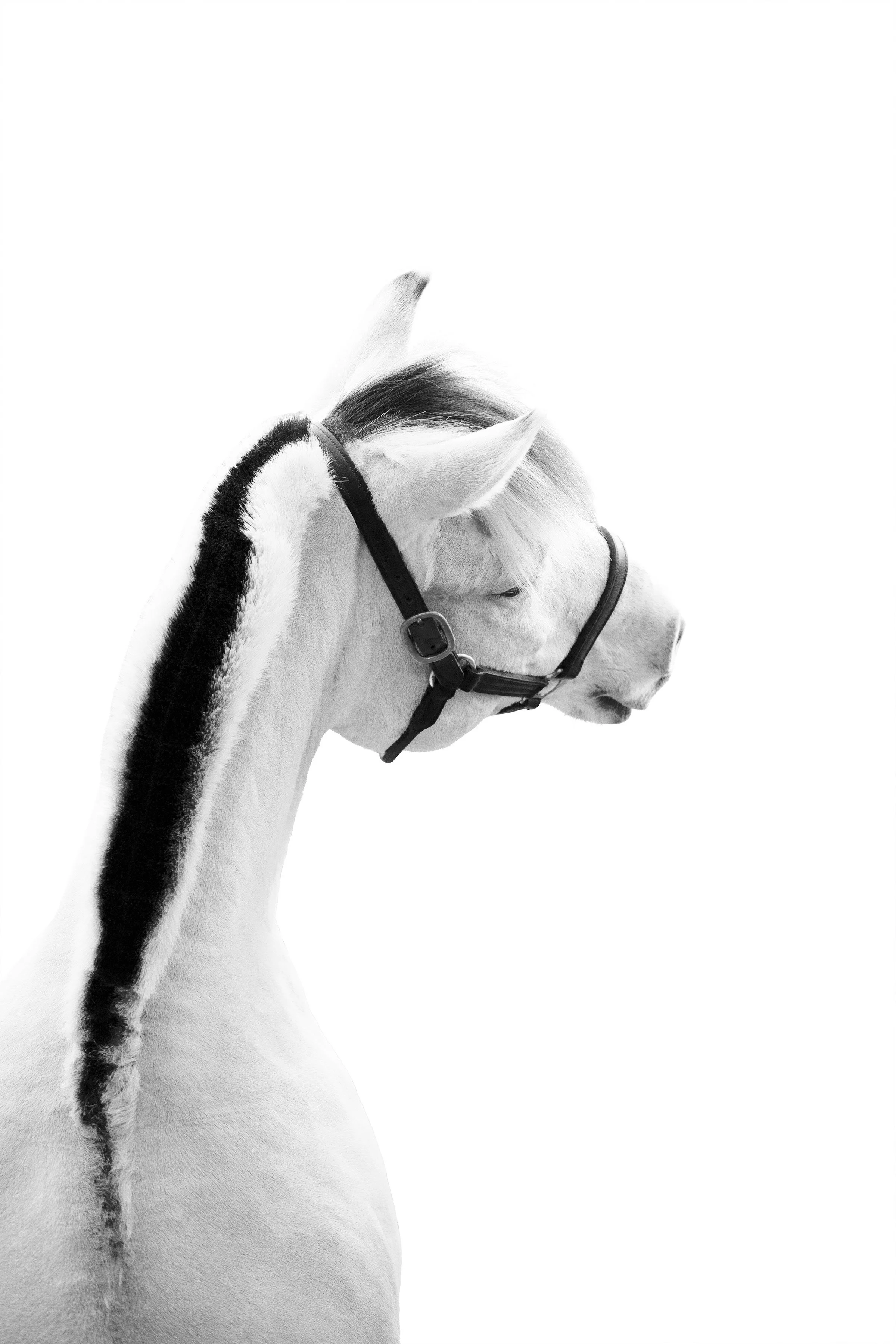Profile of a white horse with a black stripe on its mane, wearing a bridle, against a white background.