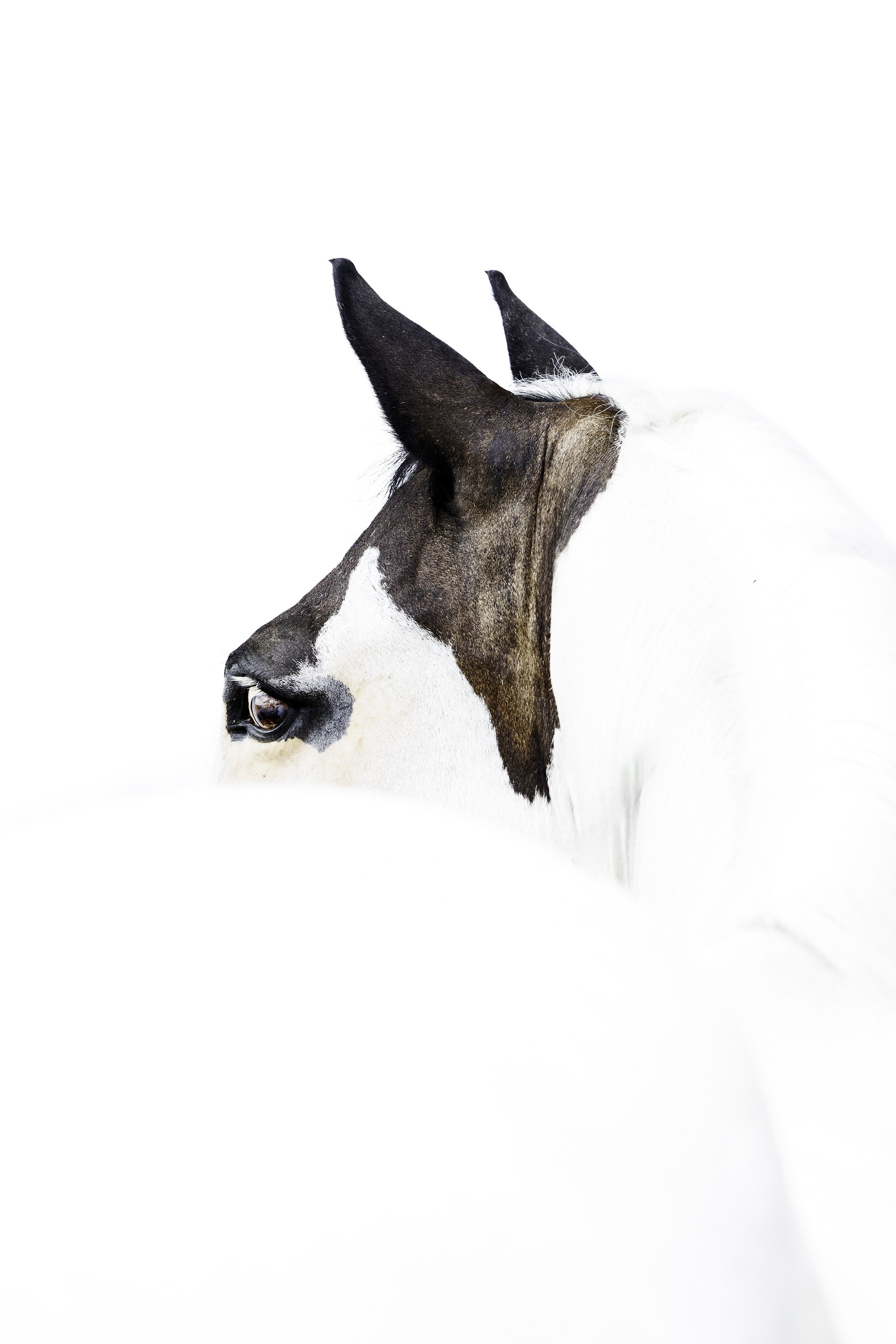Close-up of a horse's head with a white coat and dark facial markings, facing left, minimal and bright background.