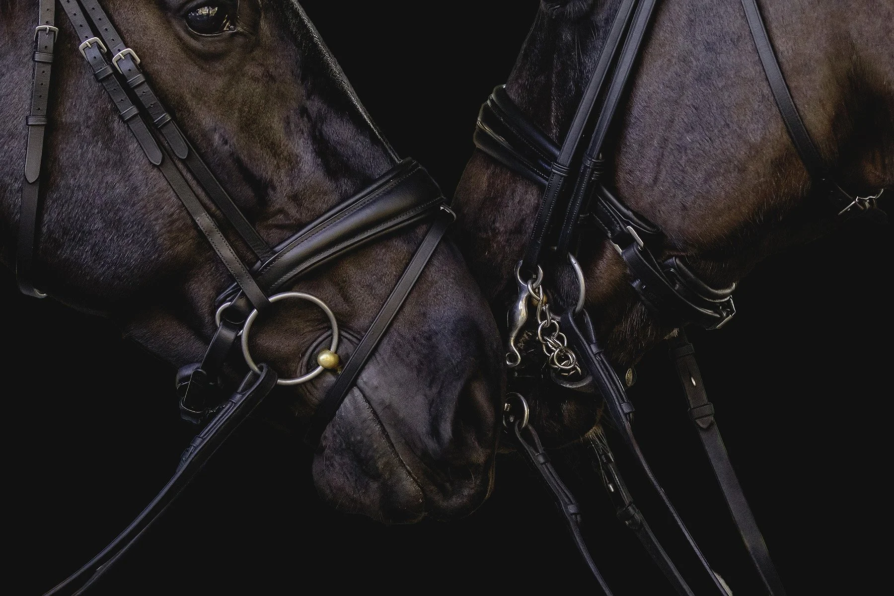 Close-up of two brown horses with black tack, including bridles, reins, and bits, against a black background.