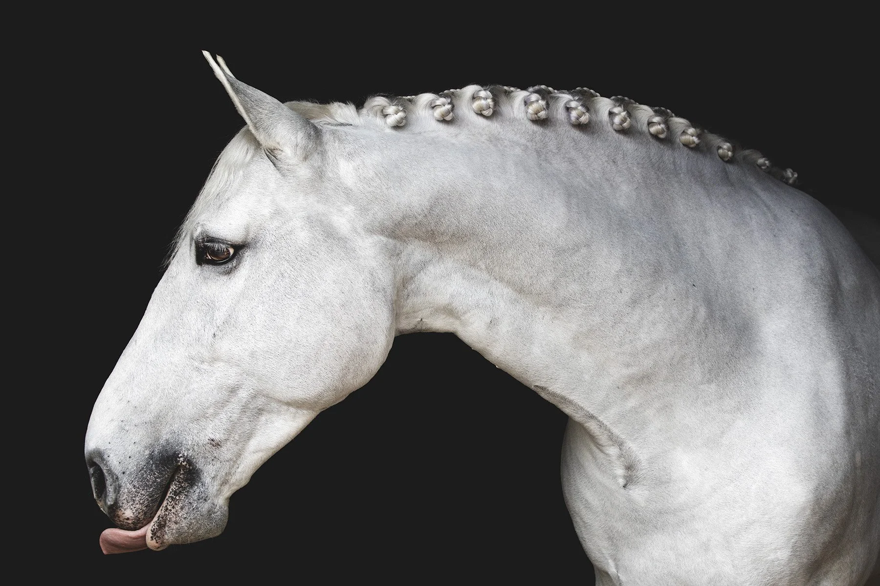 Close-up of a white horse with braided mane against black background, with its tongue slightly out.