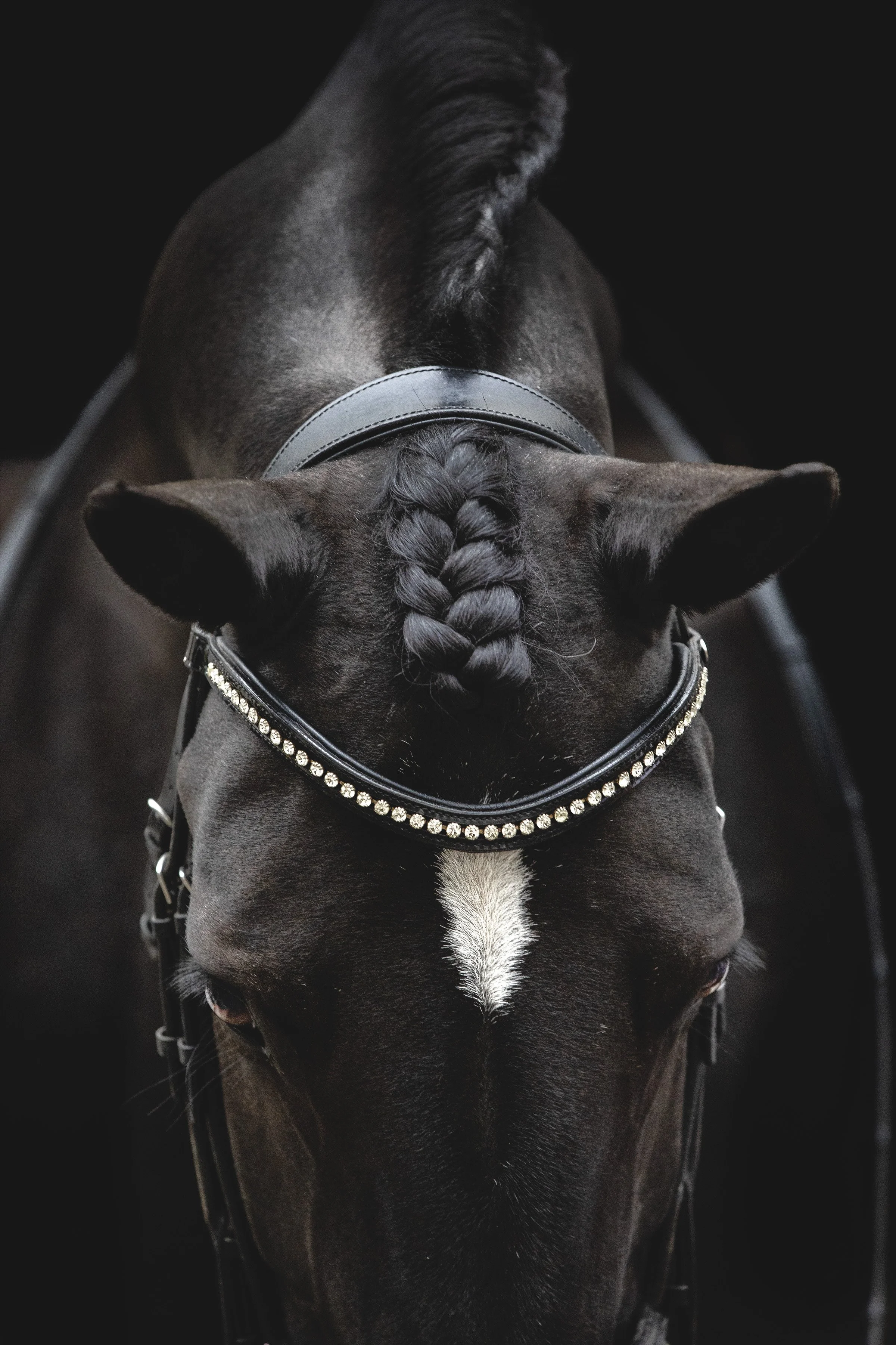 Black horse with braided mane wearing a jeweled bridle against a black background.