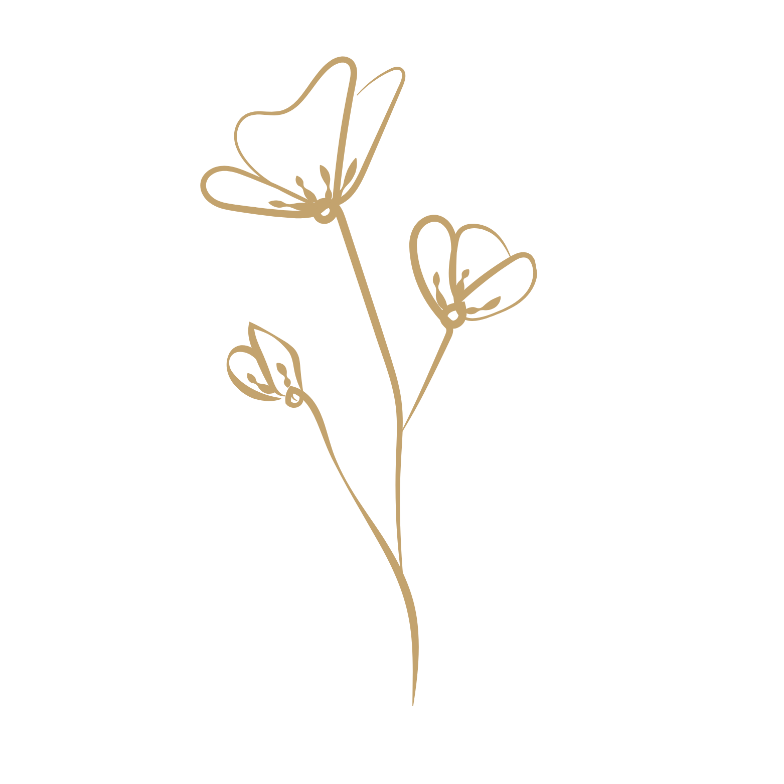 Outline drawing of a delicate flower with three blossoms on a single stem, in a light tan color.