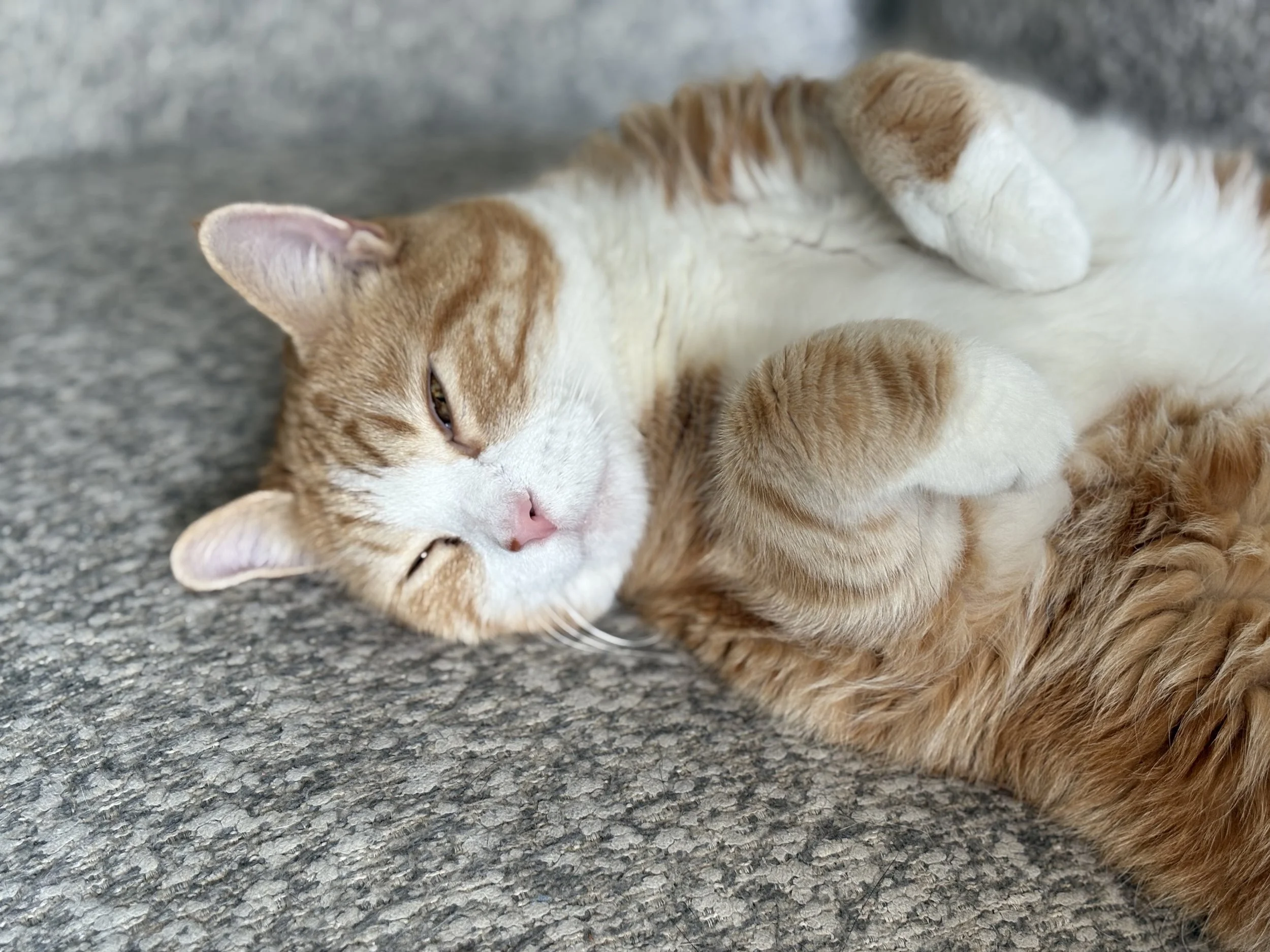 Simon, our orange and white cat, laying adorably on his back with paws curled as he hovers between asleep and awake