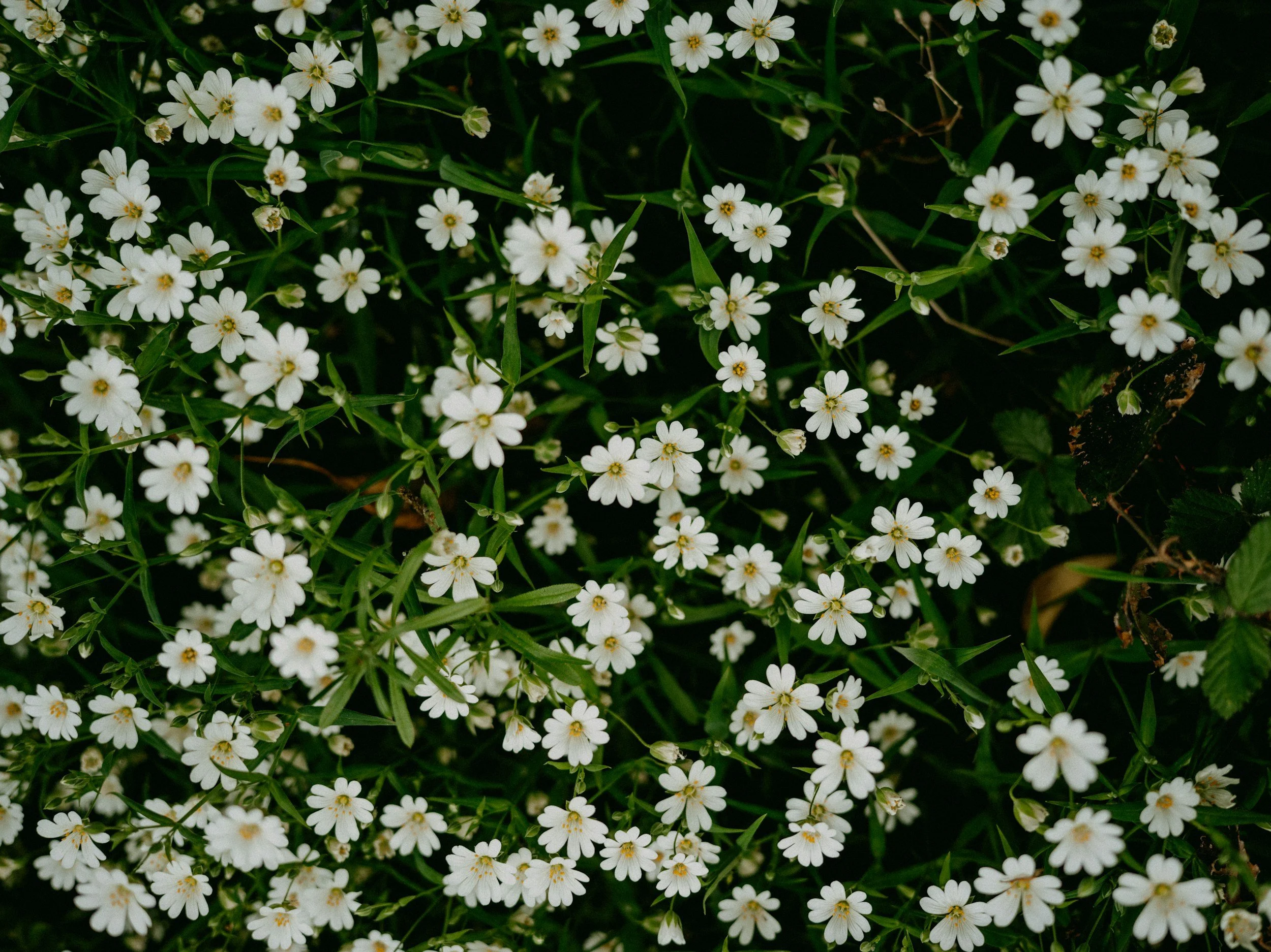A dense patch of small white flowers with yellow centers, surrounded by green leaves and grass.