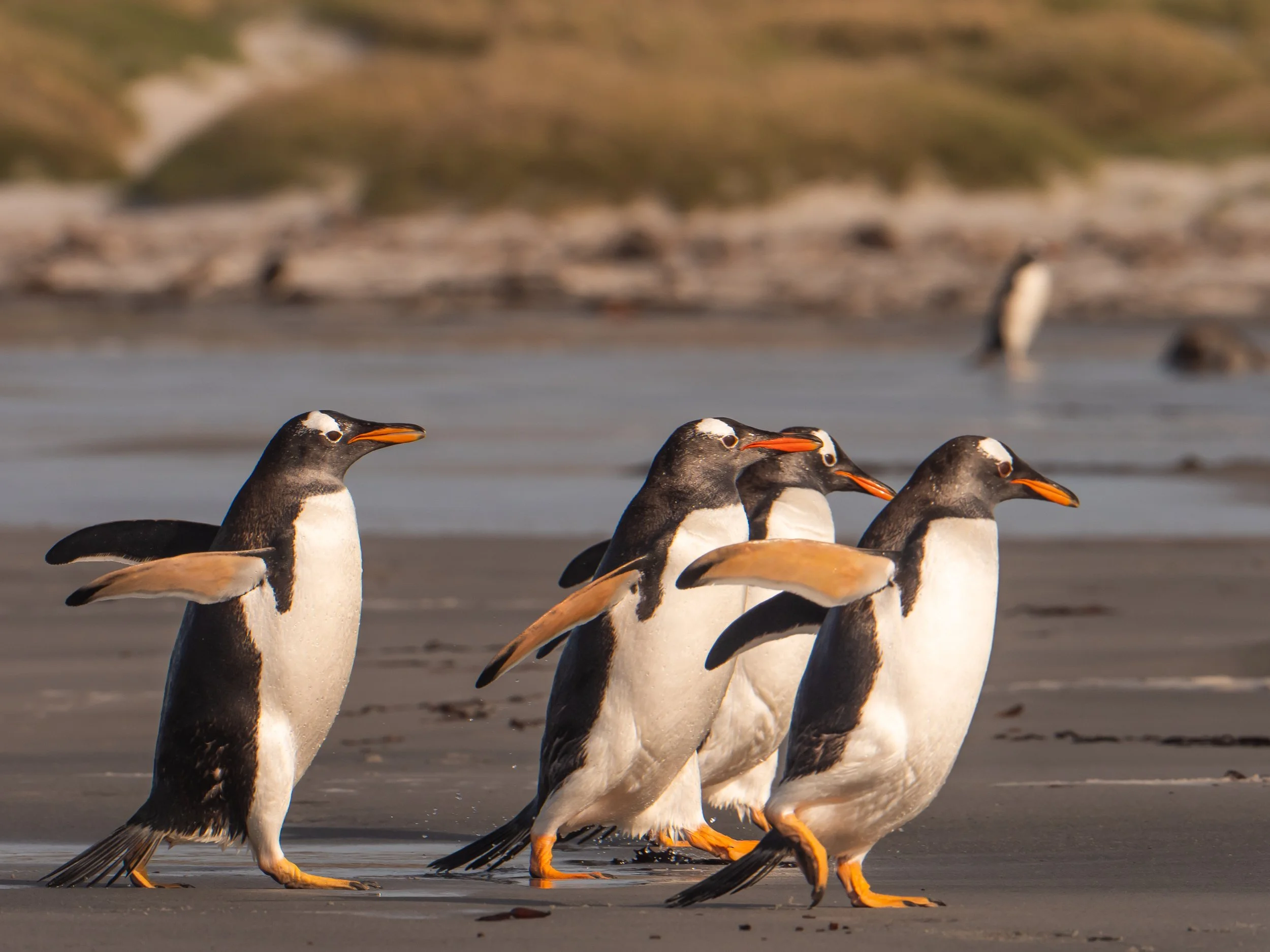 Lumix  4 (184 of 712).jpg