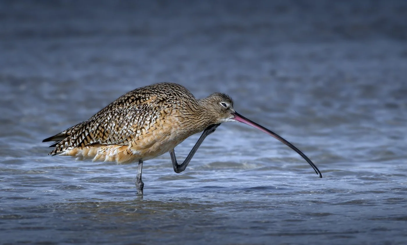 Curlew.jpg