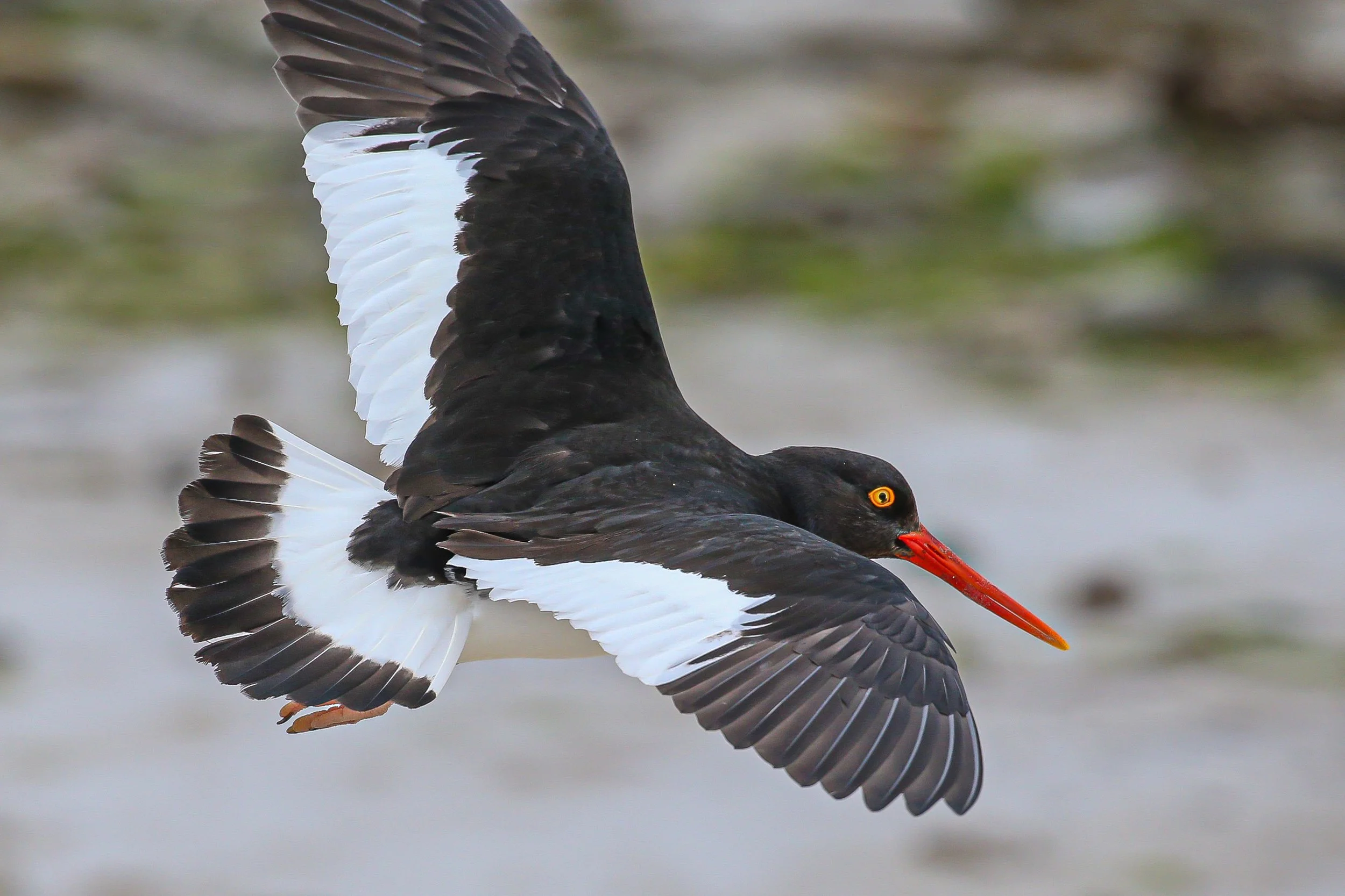 Falklands 3 (66 of 1118).jpg