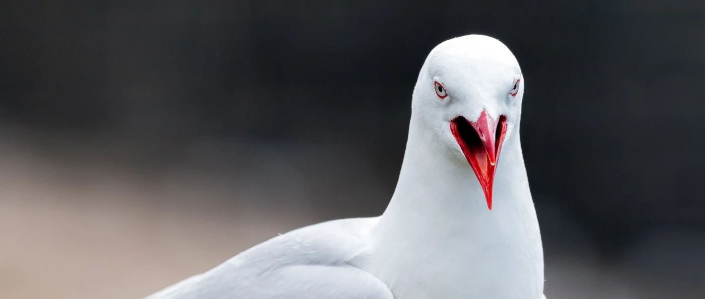 untitled (205 of 495)-Edit-2.jpg