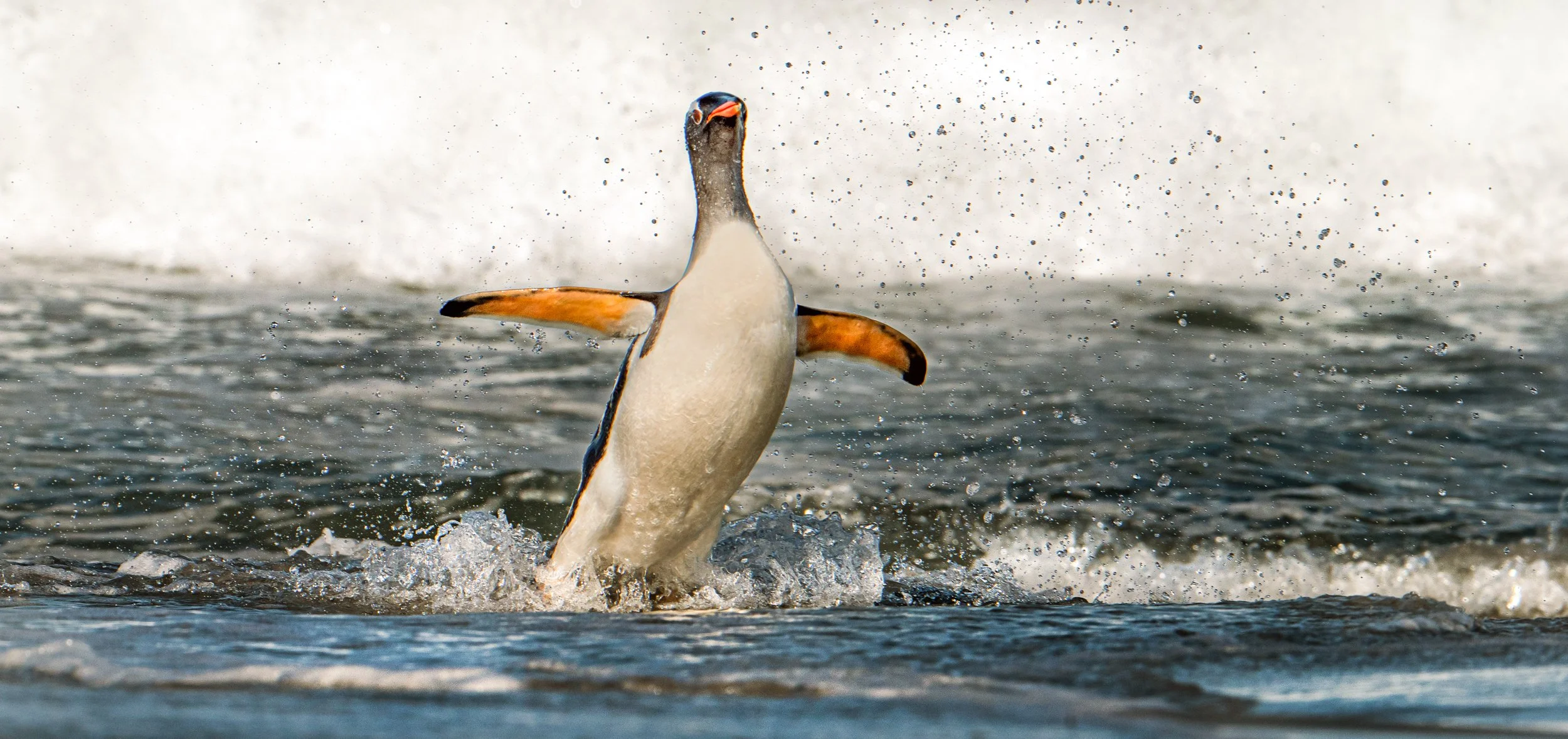 Lumix  4 (96 of 712)-Edit.jpg