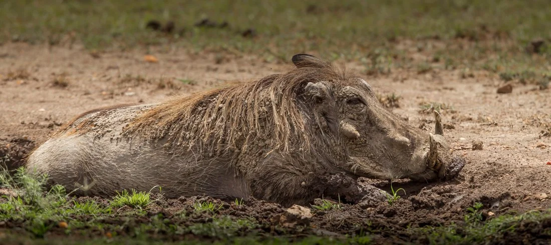 Massai Mara, Kenya  2011 14-6064.jpg