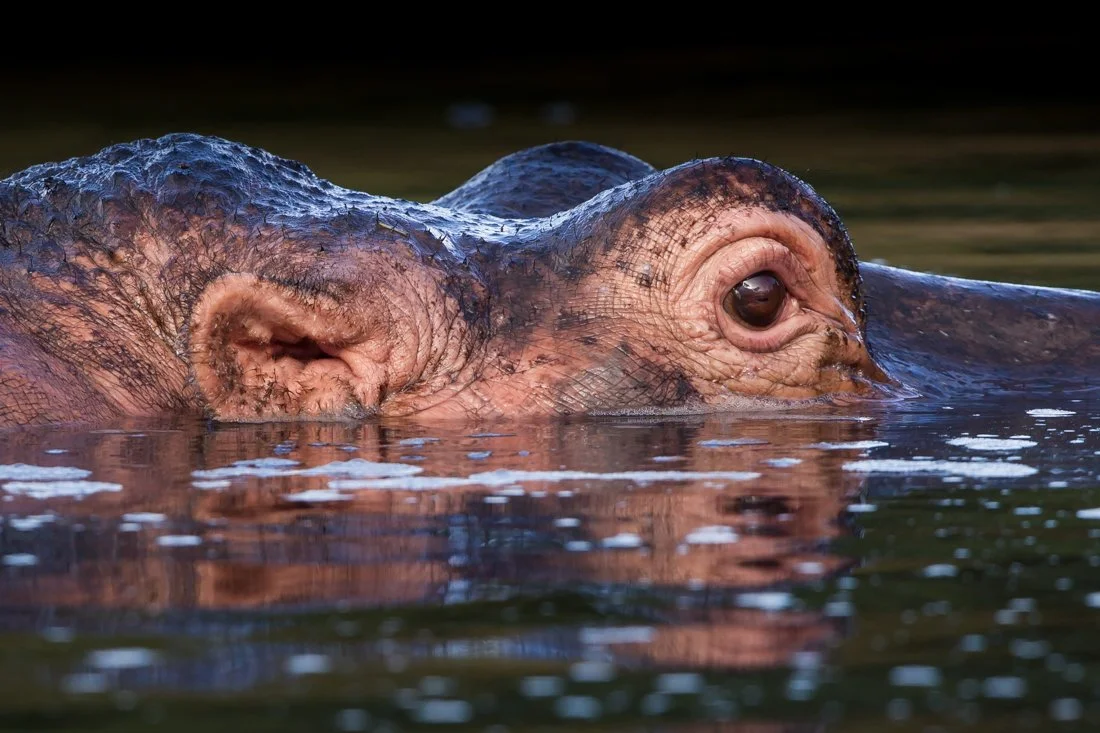 Lake Nukuru, Kenya  2011 13-2501.jpg