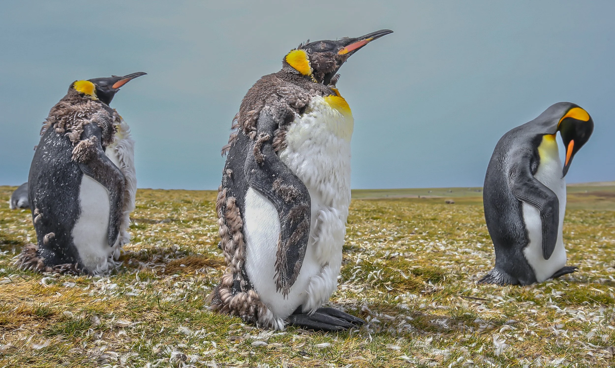 Falklands 10 (864 of 1273).jpg