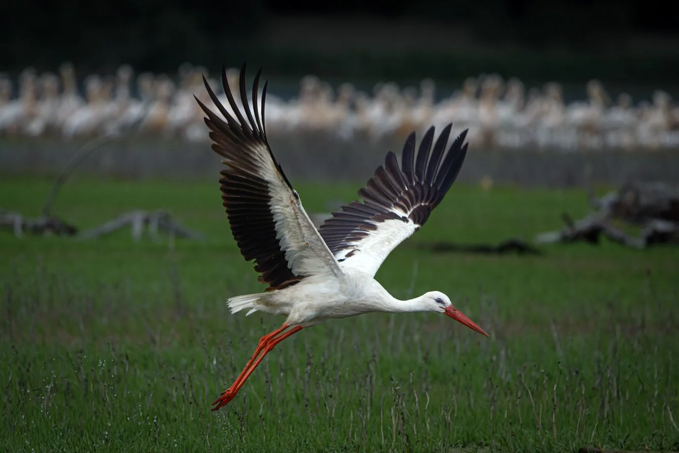 untitled (468 of 2162)-CR3-Edit.jpg