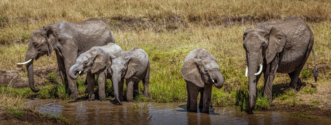 Elephants at watering hole.jpg