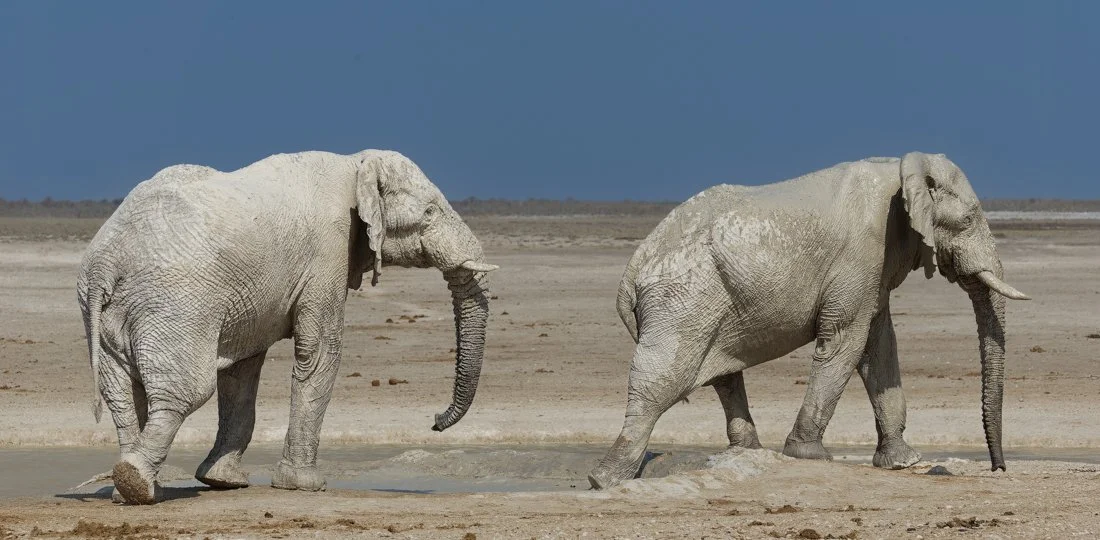 Namibian elephant.jpg