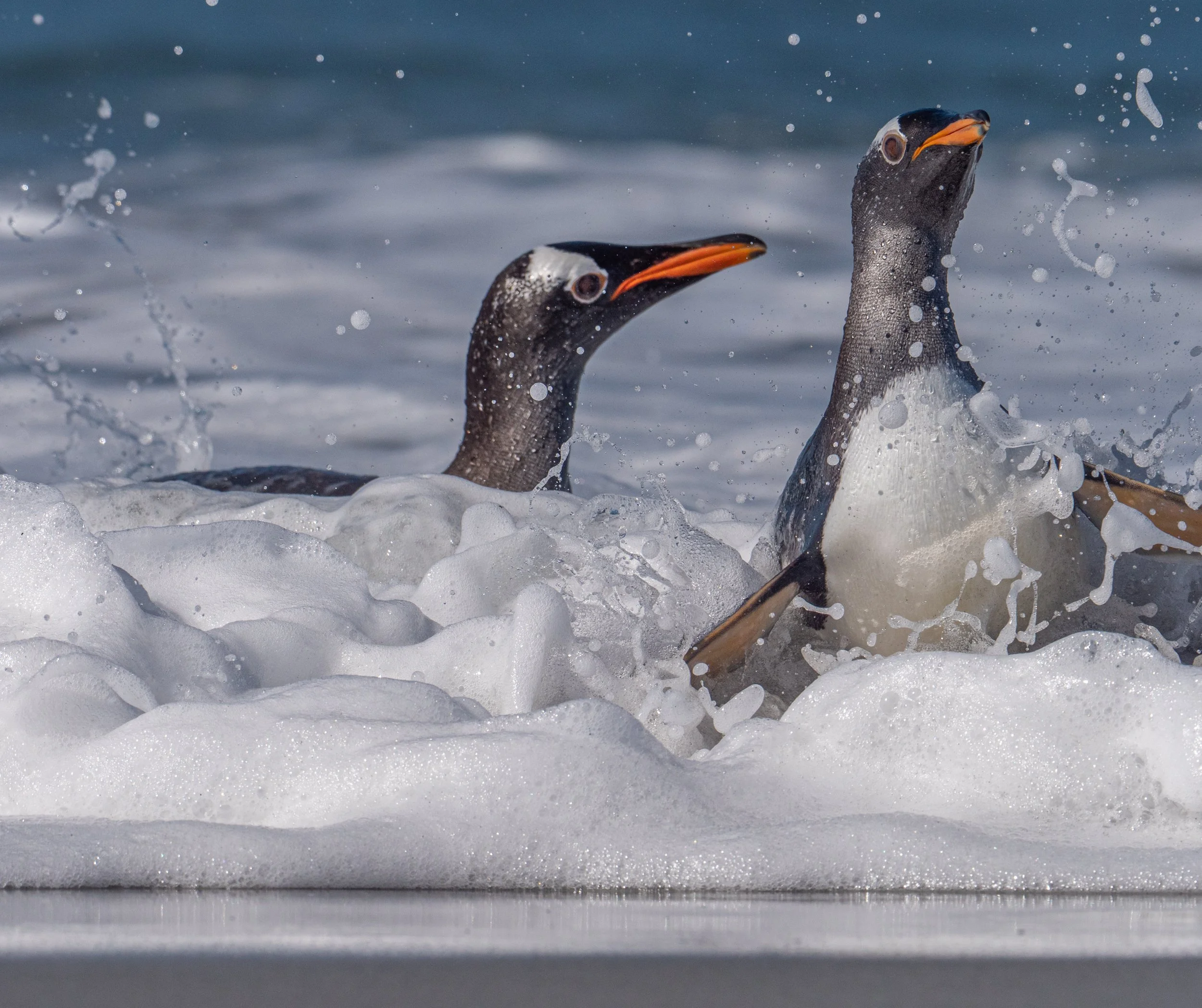 Lumix  4 (452 of 712).jpg