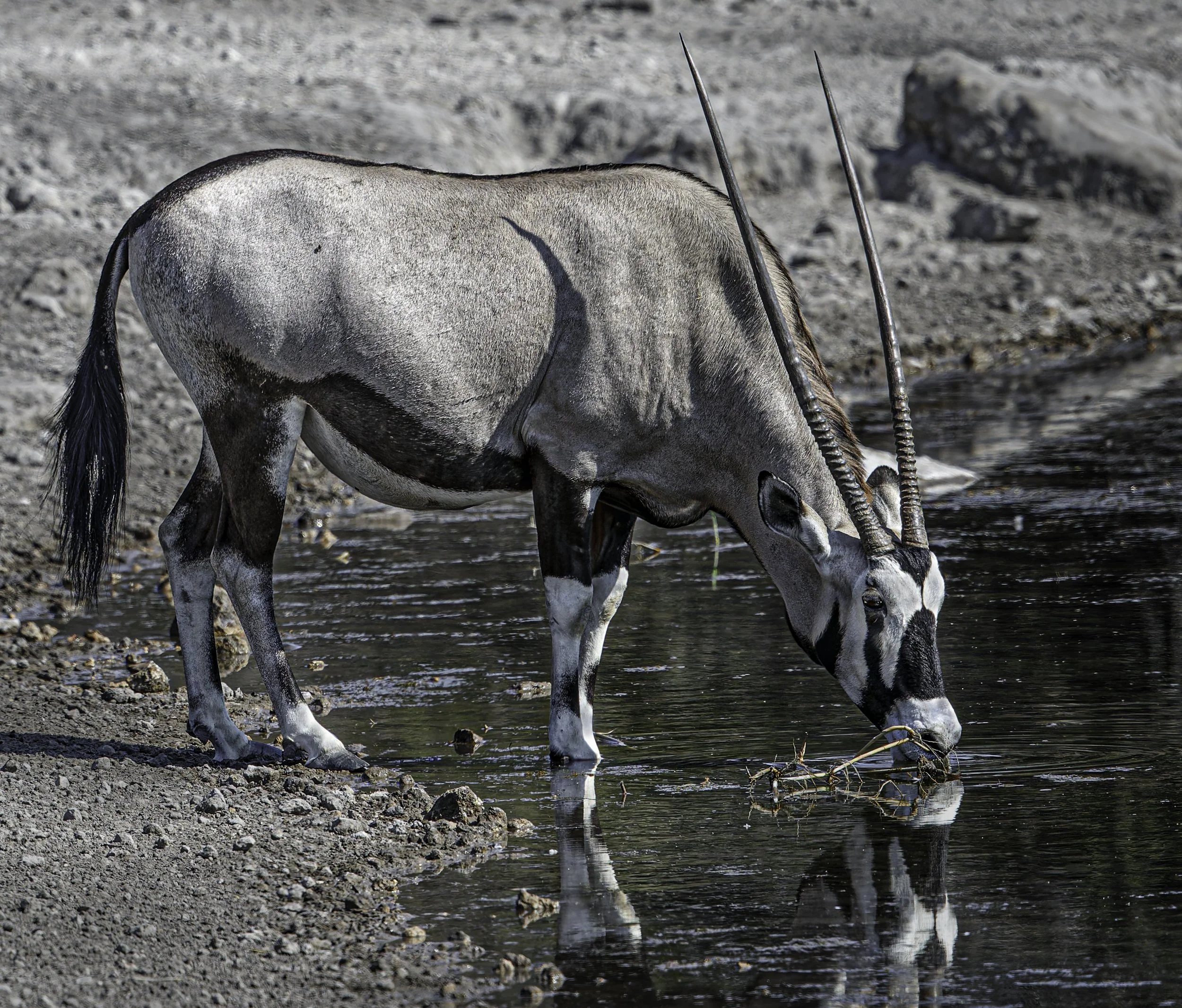 Namibia 20 (692 of 786)-DxO_rev2DeepPRIME XD2s-Edit.jpg