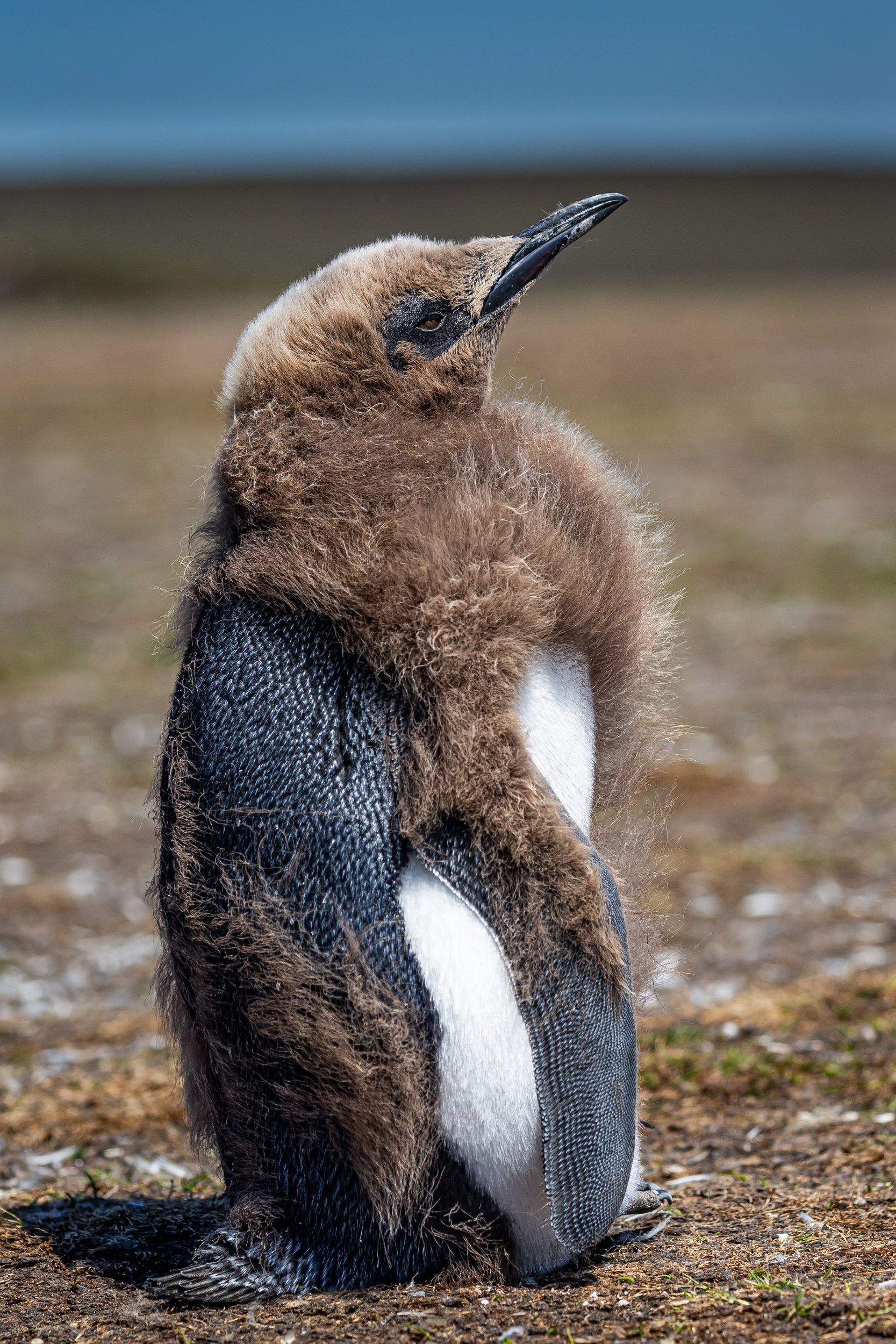 Falklands 10 (405 of 1273).jpg