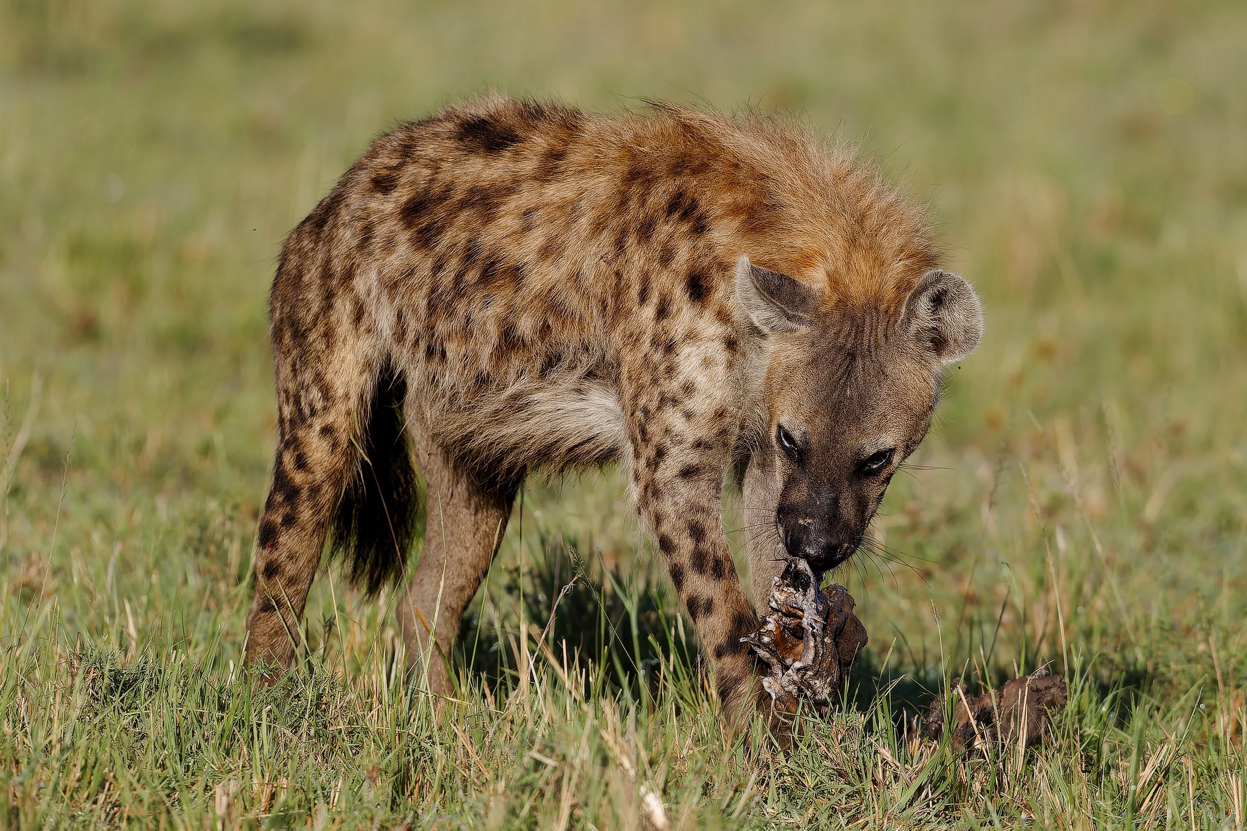 Massai Mara, Kenya  2011 14-2789-CR2.jpg
