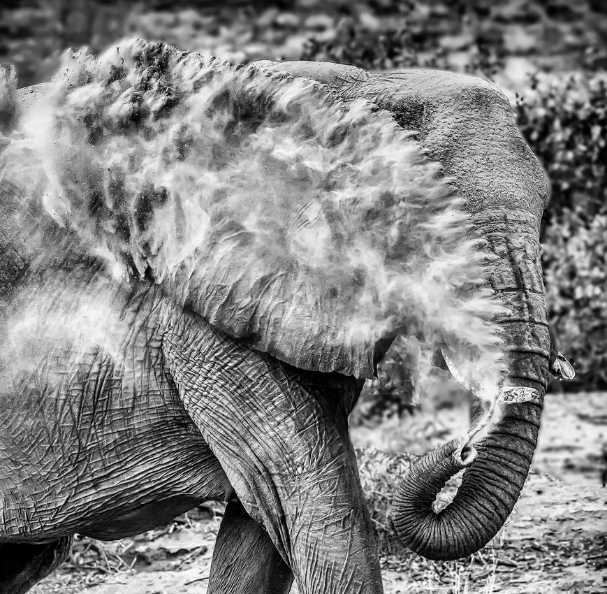 Elephant sand bath-Edit-Edit-Edit.jpg