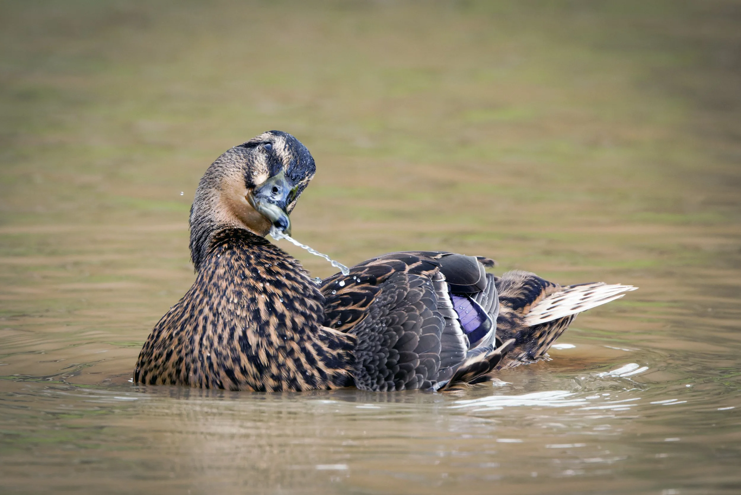 untitled (602 of 914)-CR3-Edit.jpg