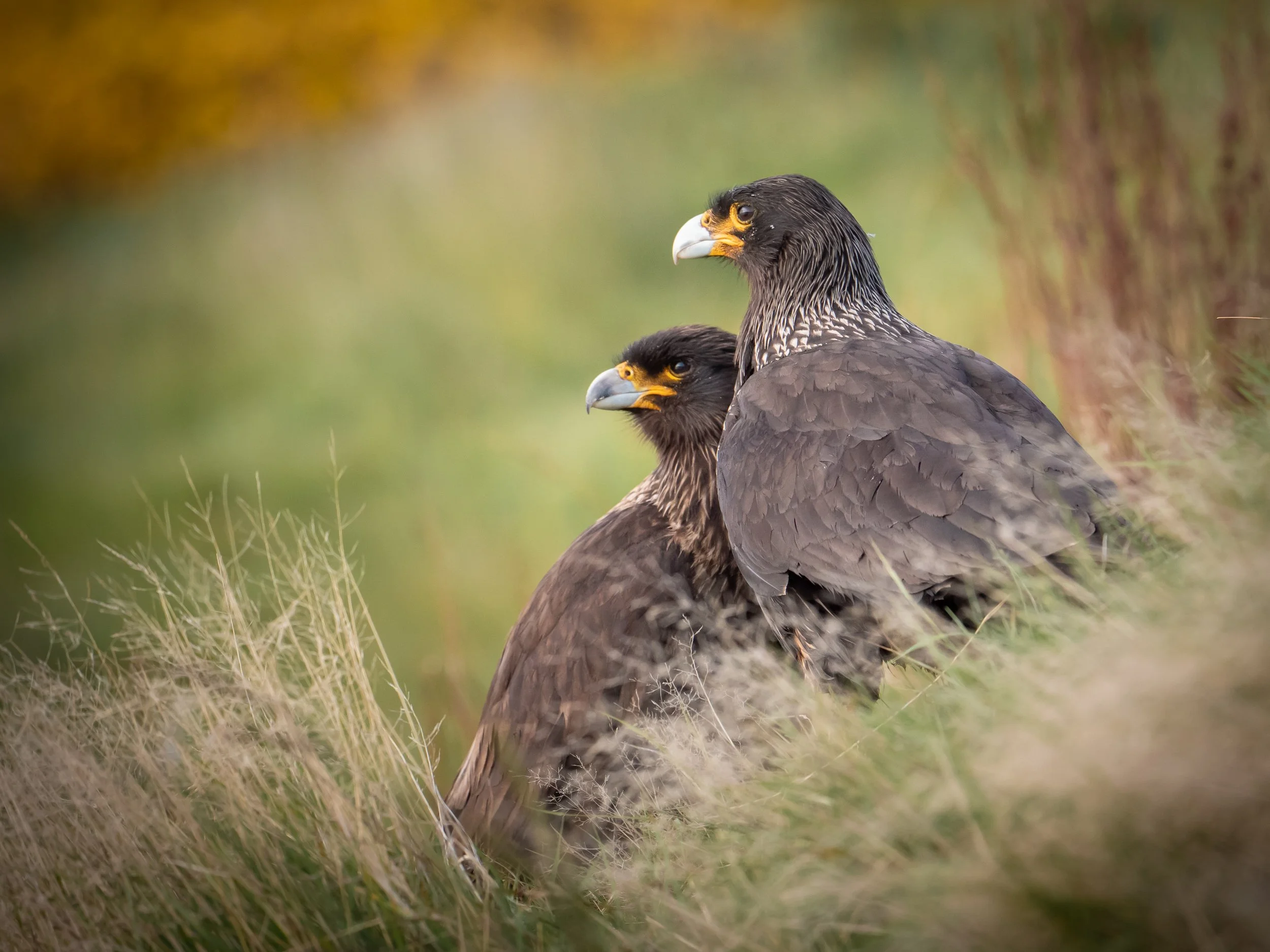 Falklands 2 (1340 of 1584).jpg