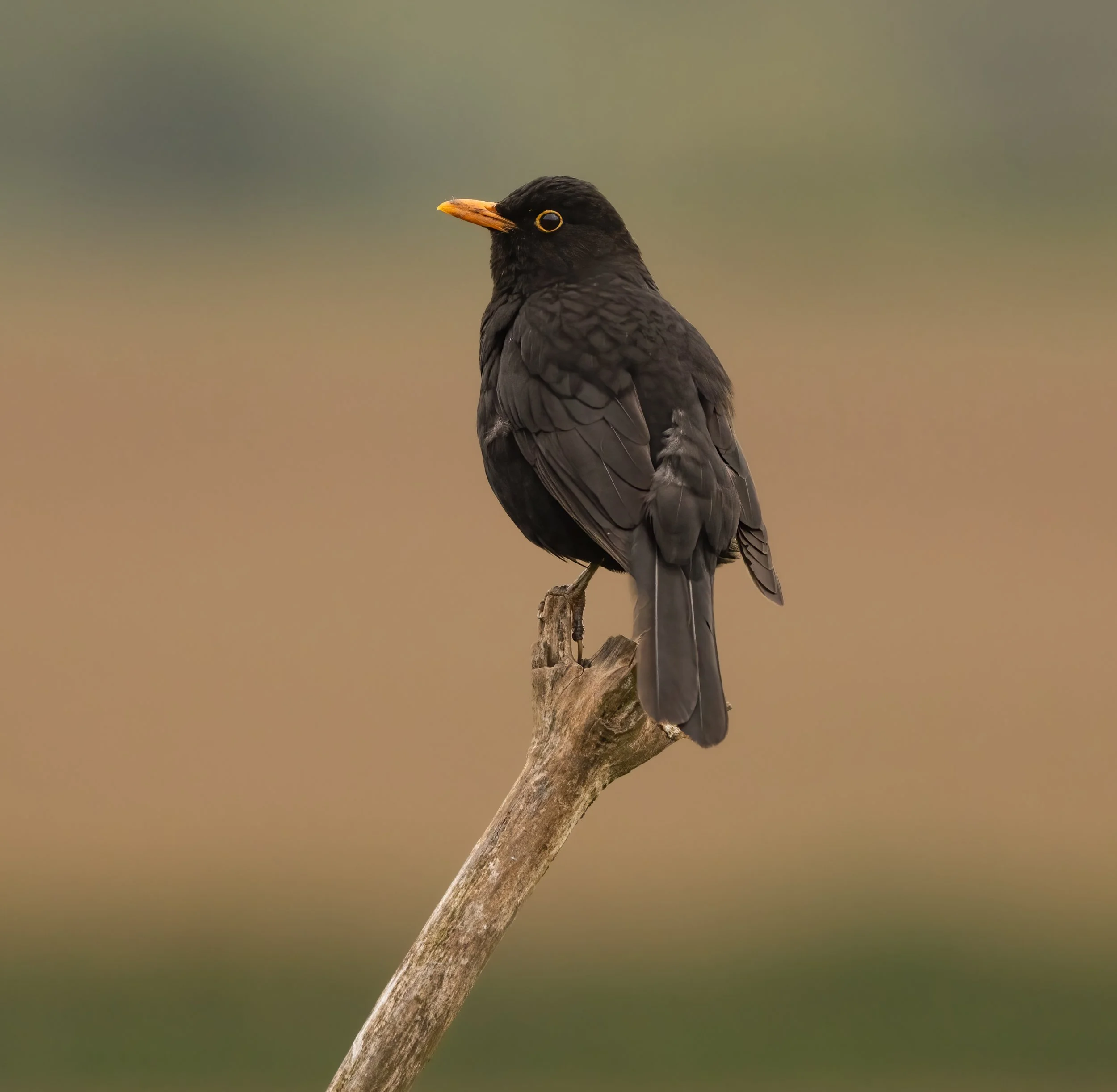 untitled (28 of 246)-2-Edit-Edit.jpg