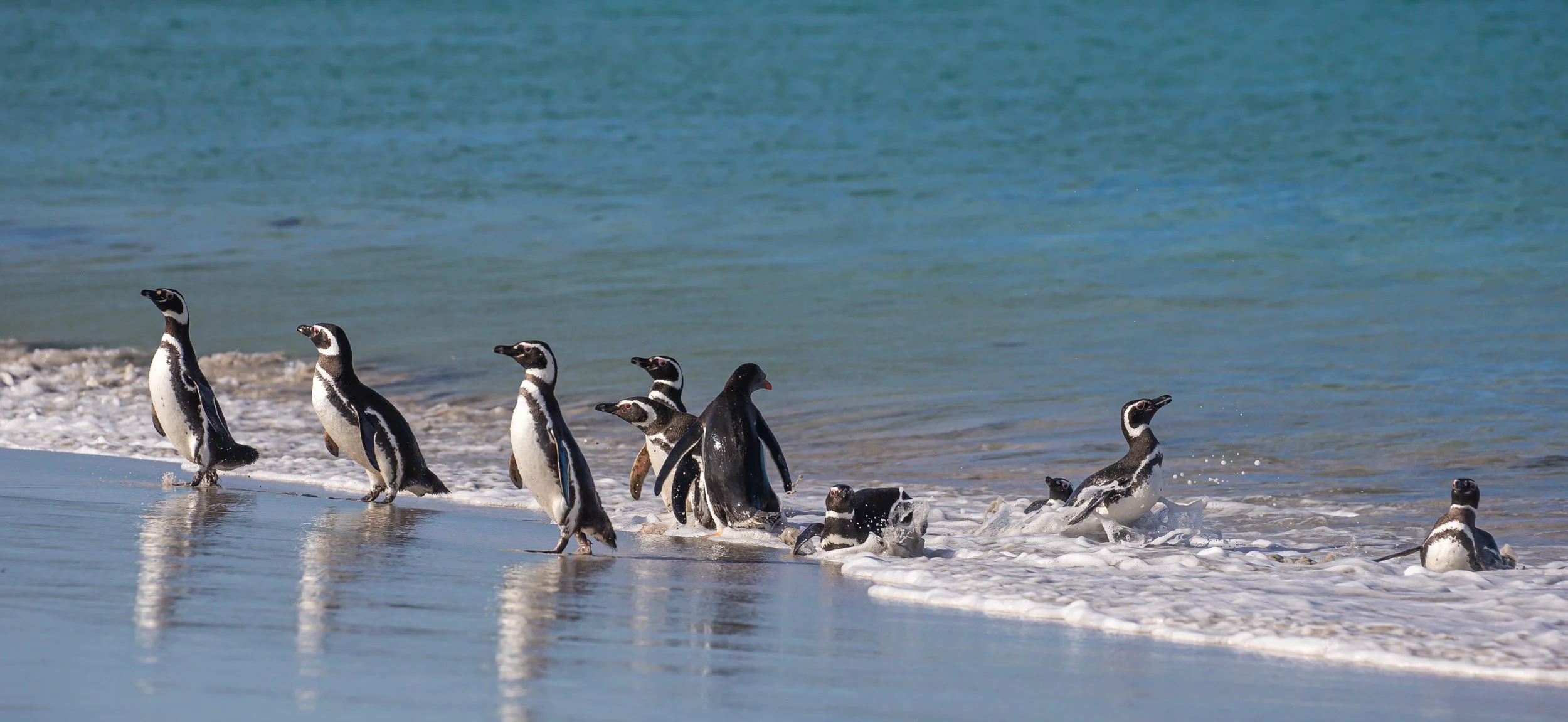 Falklands 9 (529 of 764).jpg